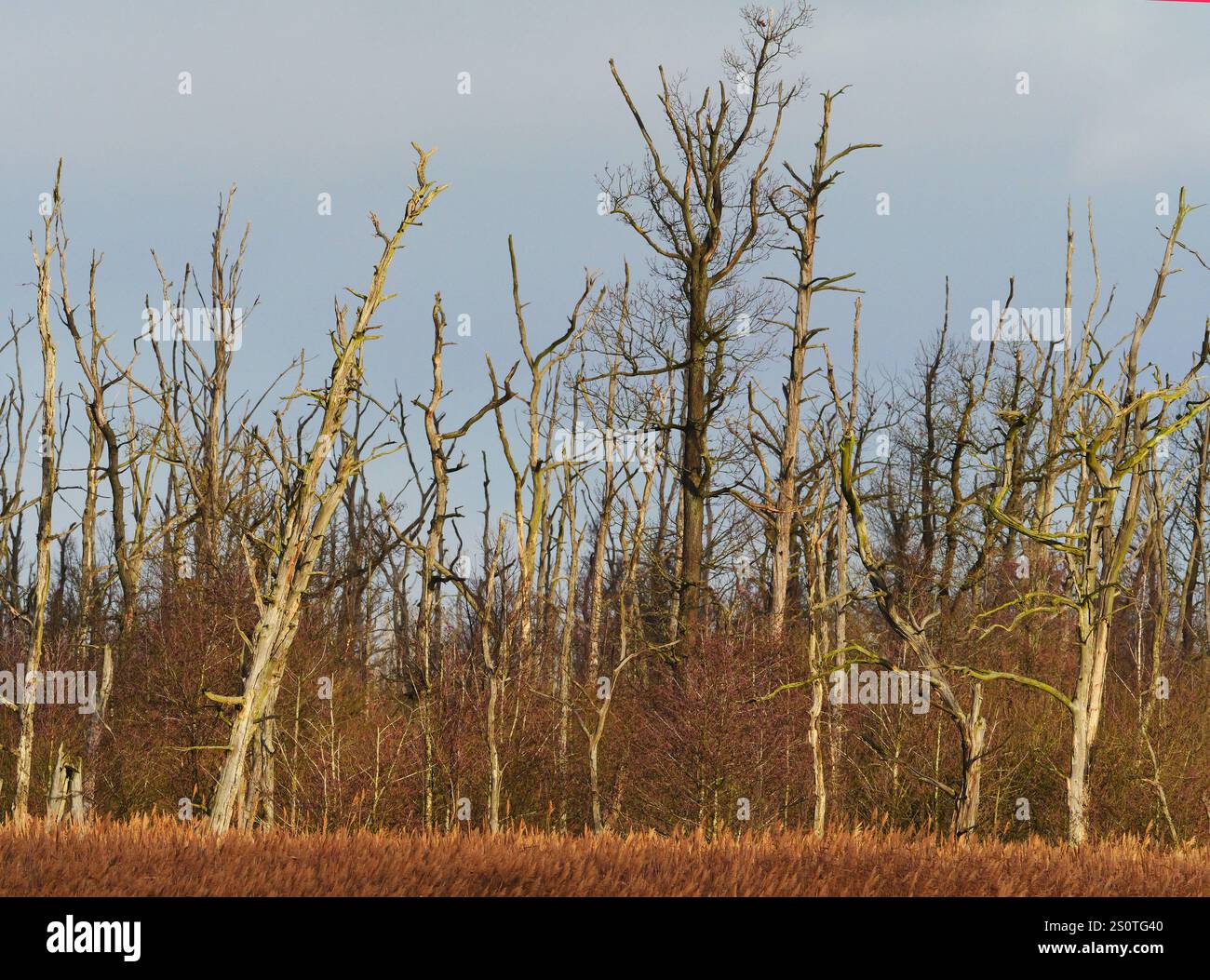 Anklam, Germania. 15 dicembre 2024. 15.12.2024, Anklam. Gli alberi morti sorgono alla luce del sole invernale in un giorno di dicembre nella cava della città di Anklam dietro una cintura di canne su una superficie d'acqua. Lo Stadtbruch è una grande riserva naturale e fa parte del Peene Valley River Landscape Nature Park. Credito: Wolfram Steinberg/dpa credito: Wolfram Steinberg/dpa/Alamy Live News Foto Stock