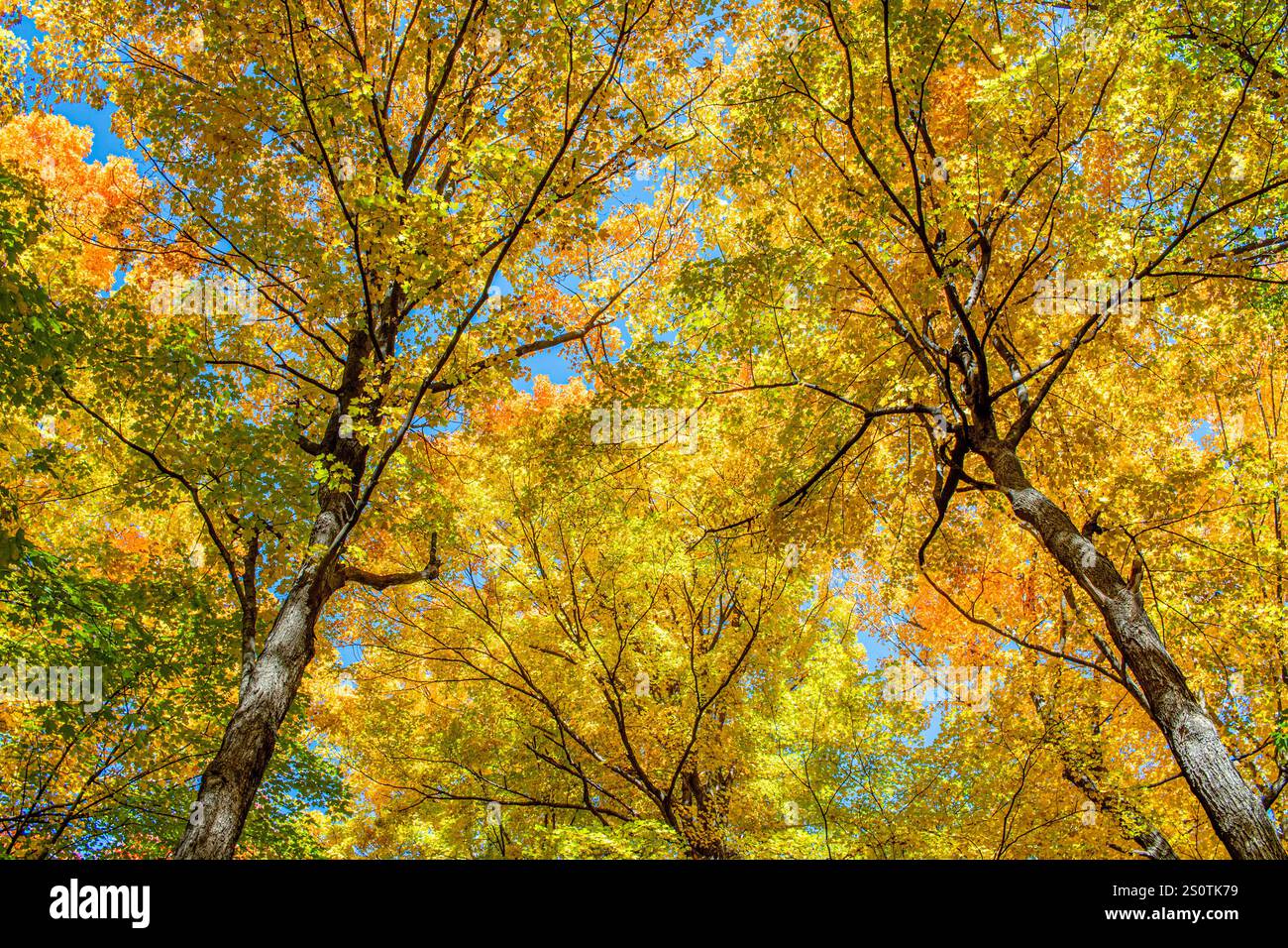 Alberi d'acero nel baldacchino della foresta con splendidi colori autunnali alla Lee-Kay Family Educational Forest. Foto Stock