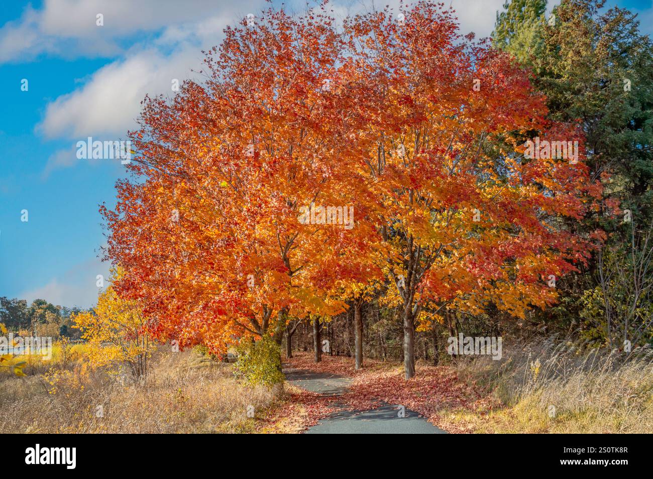 Aranci e aceri rossi brillanti in autunno lungo il sentiero. Foto Stock
