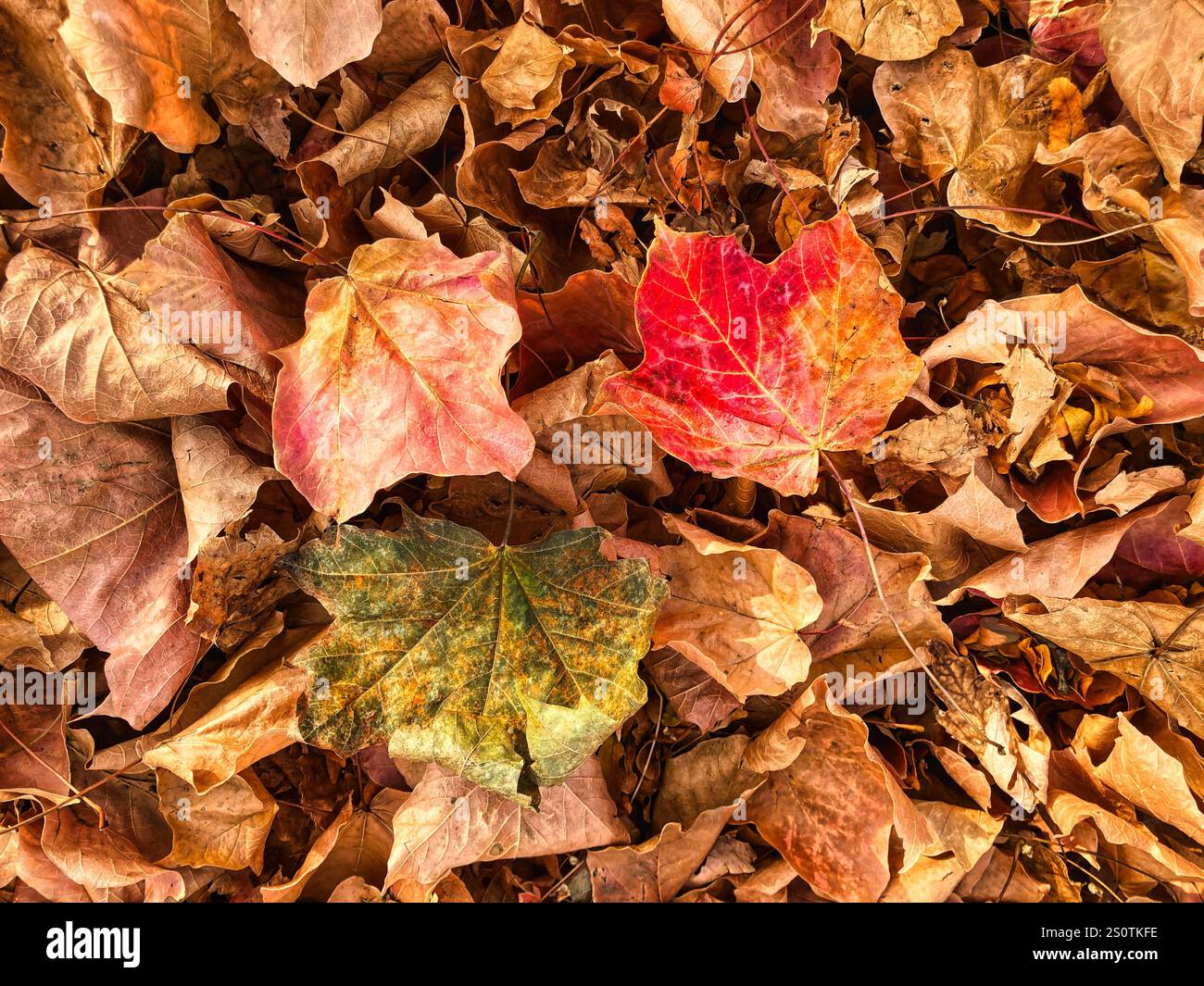 Foglie autunnali cadute sul fondo della foresta Foto Stock