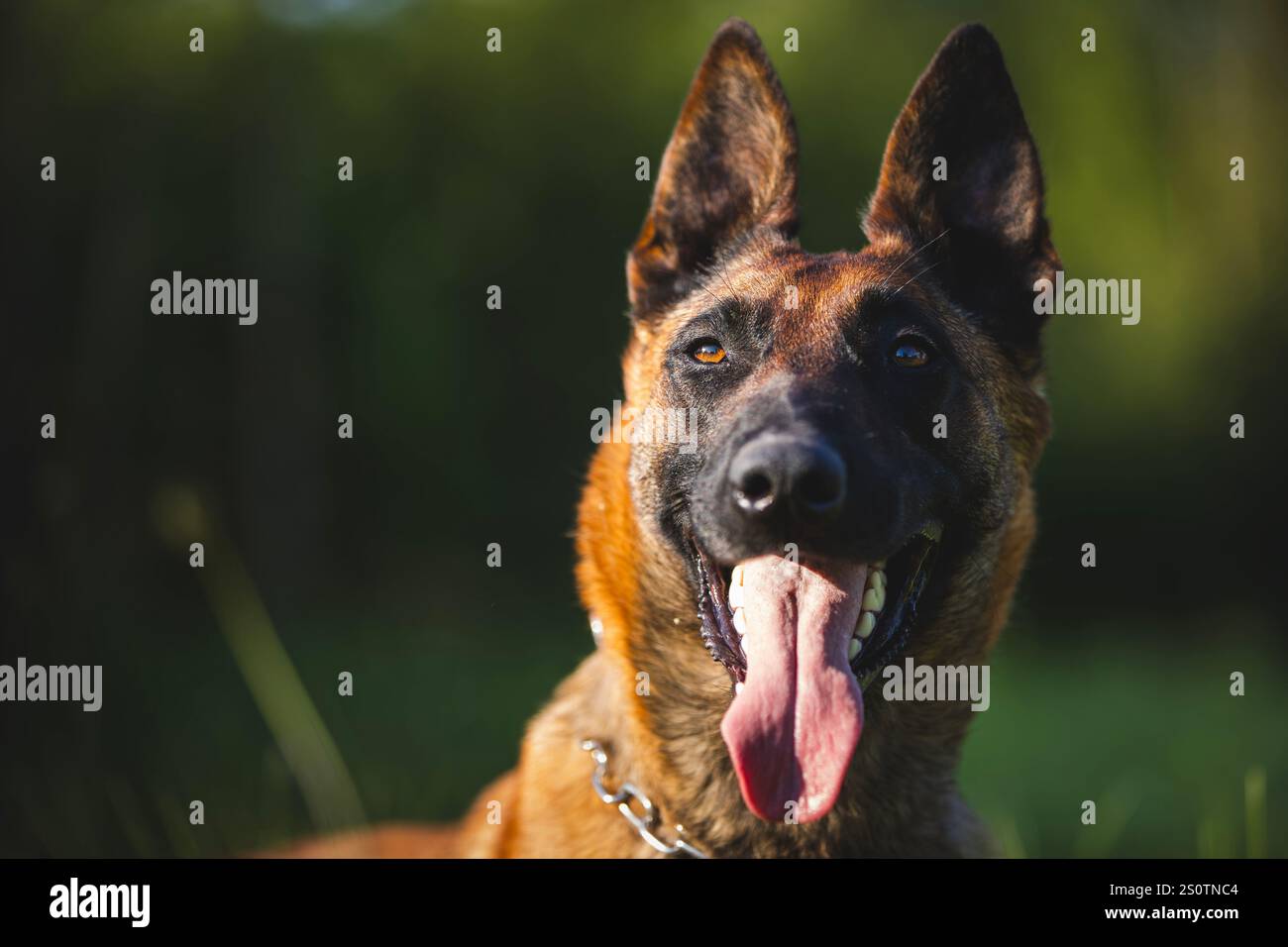 Ritratto di felice Pastore belga Malinois. Bel cane steso sull'erba durante il sole del giorno estivo. Foto Stock