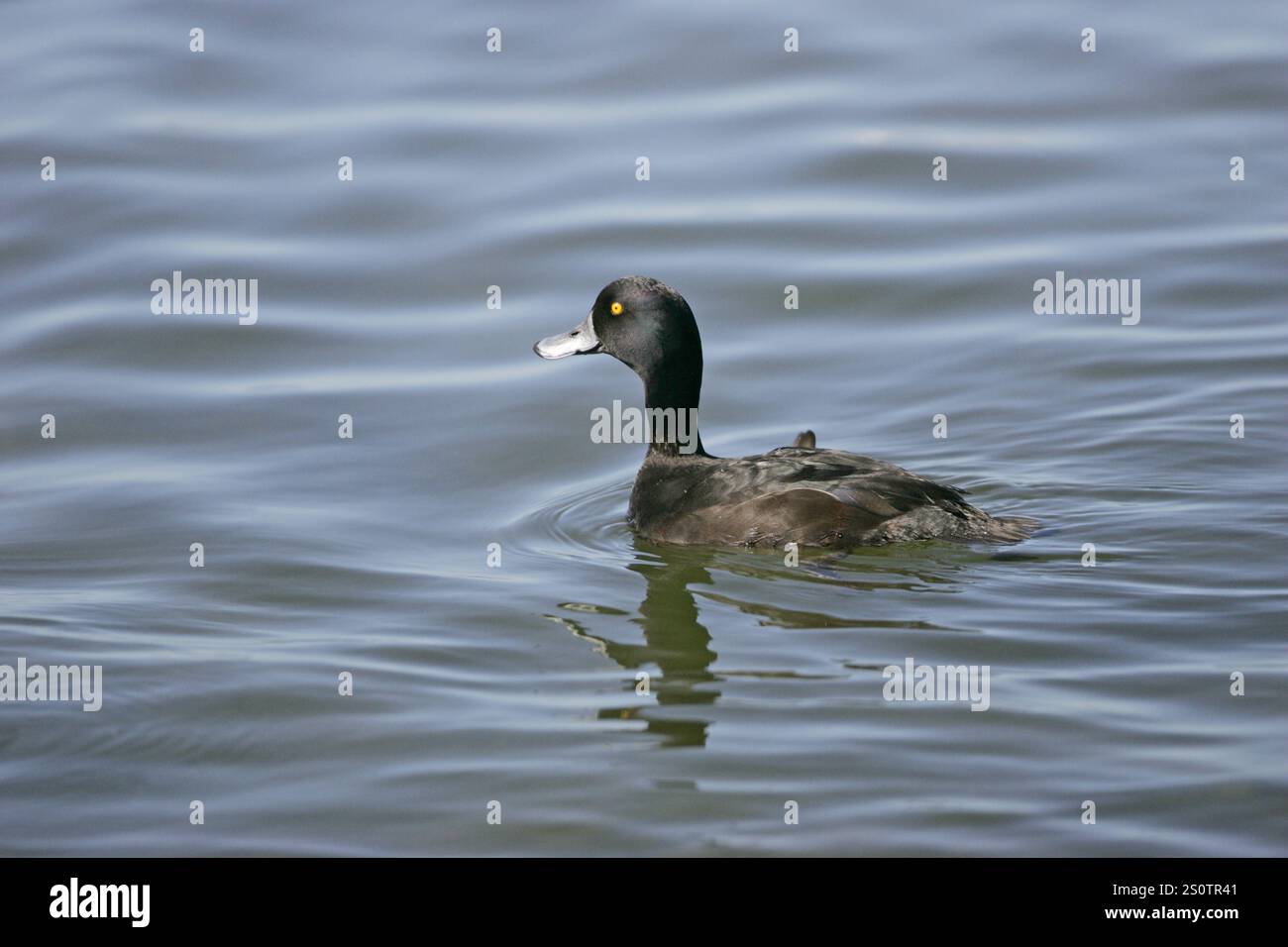 Nuova Zelanda scaup Aythya novaeseelandiae Nuova Zelanda Foto Stock