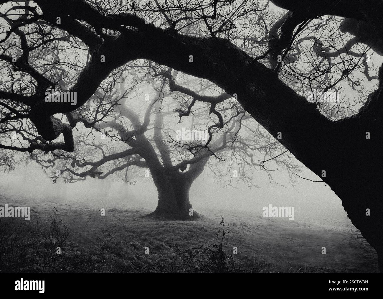 Querce nella nebbia all'Ashton Court di Bristol, Regno Unito Foto Stock