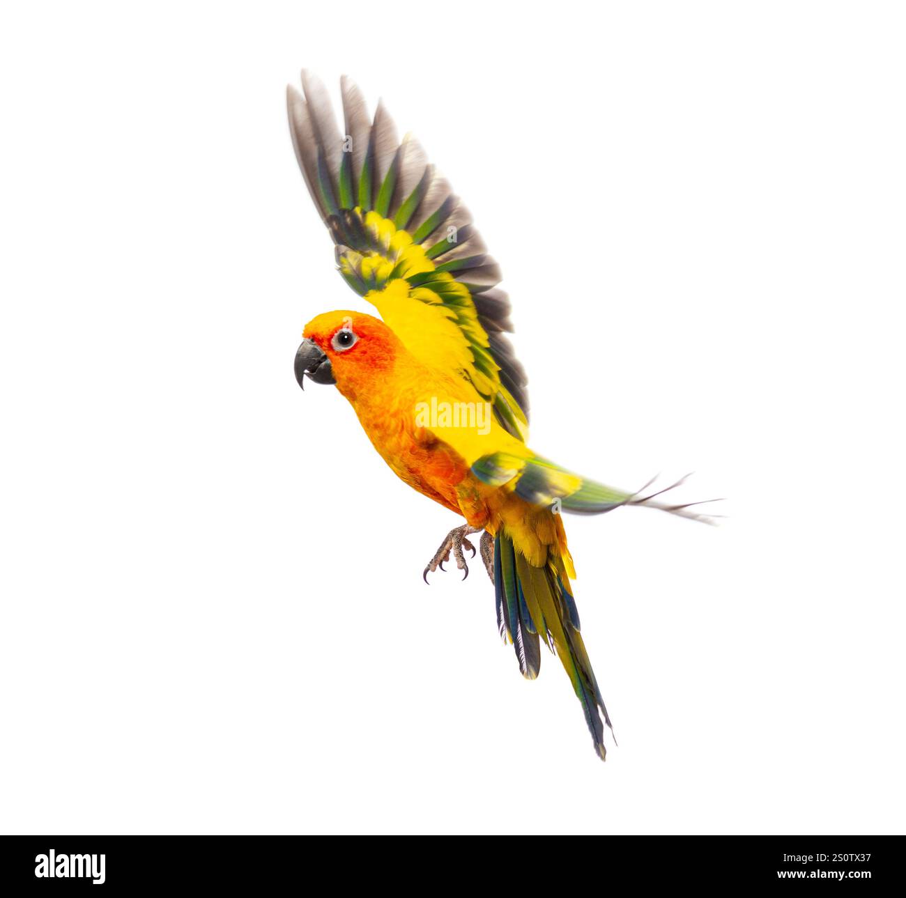 Uccello del Parakeet solare, Aratinga solstitialis, in volo, isolato sul bianco Foto Stock