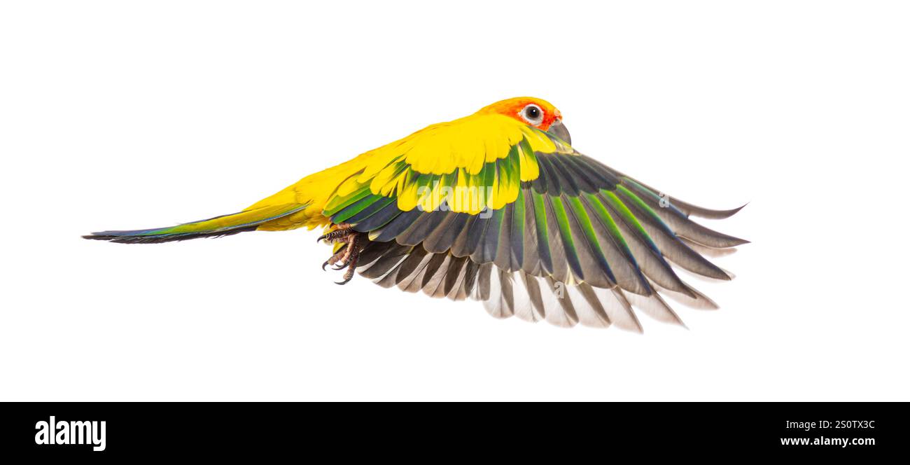 L'uccello del parakeet solare, l'Aratinga solstitialis, le ali volanti si spalancano, isolato sul bianco Foto Stock