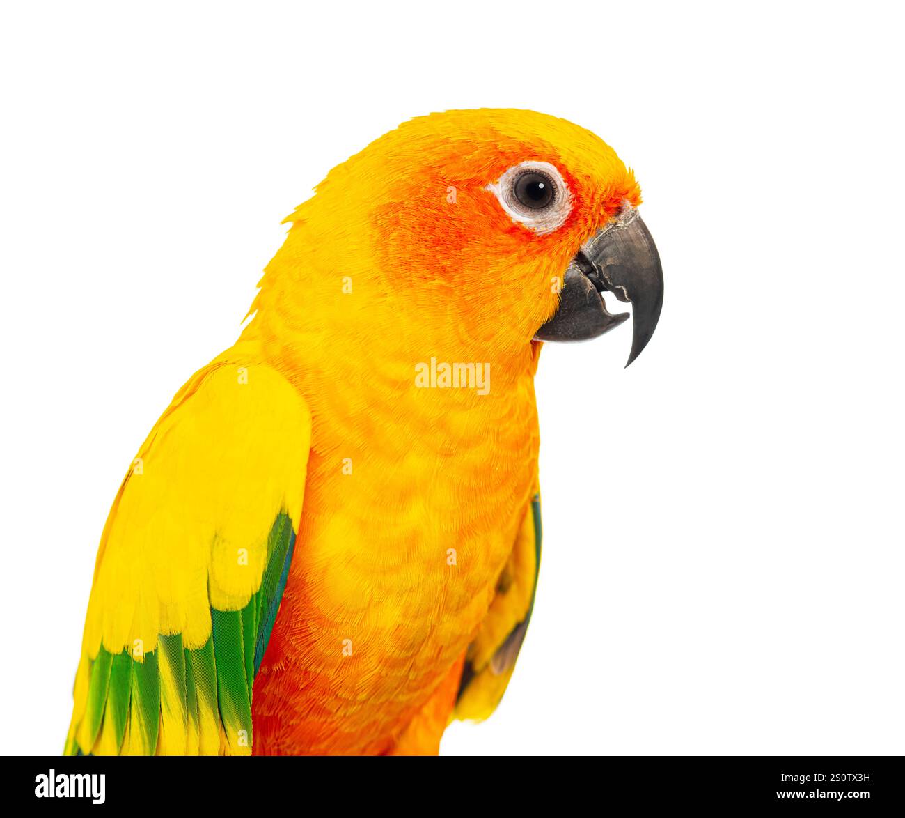 Primo piano immagine della testa di un pappagallo colorato, Aratinga solstitialis, su sfondo bianco puro Foto Stock