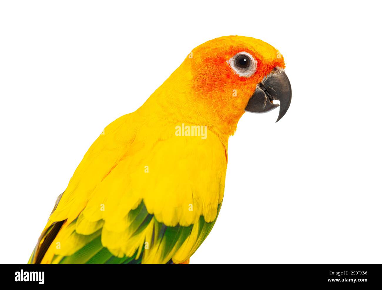 Primo piano immagine della testa di un pappagallo colorato, Aratinga solstitialis, su sfondo bianco puro Foto Stock