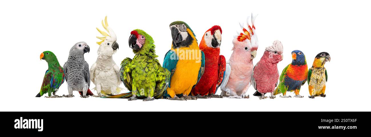 Un grande gruppo di uccelli esotici, pappagalli, pappagalli, pappagalli di fila, isolati sul bianco Foto Stock