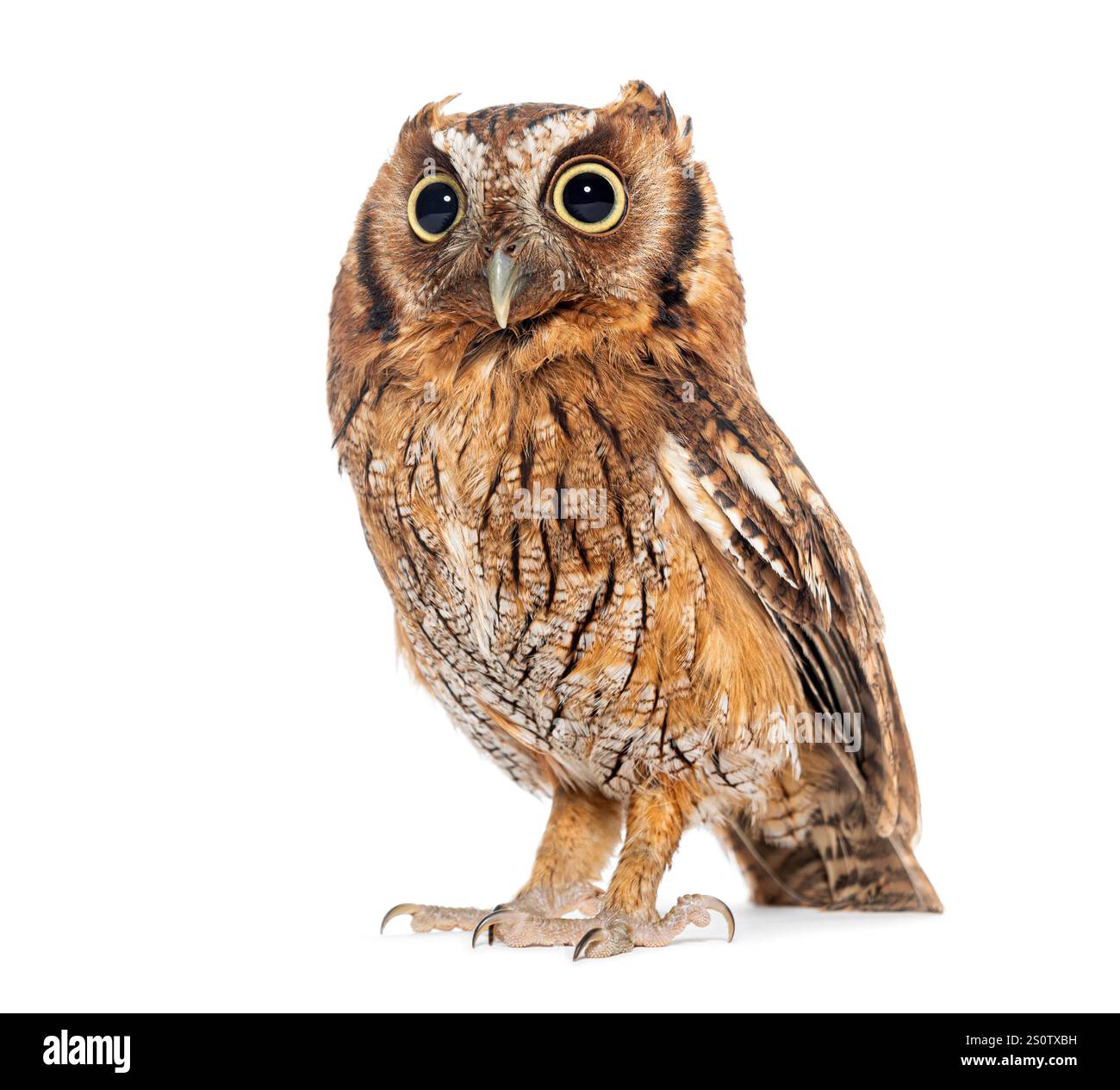 Un ritratto dettagliato di un gufo stridente tropicale isolato su sfondo bianco Foto Stock