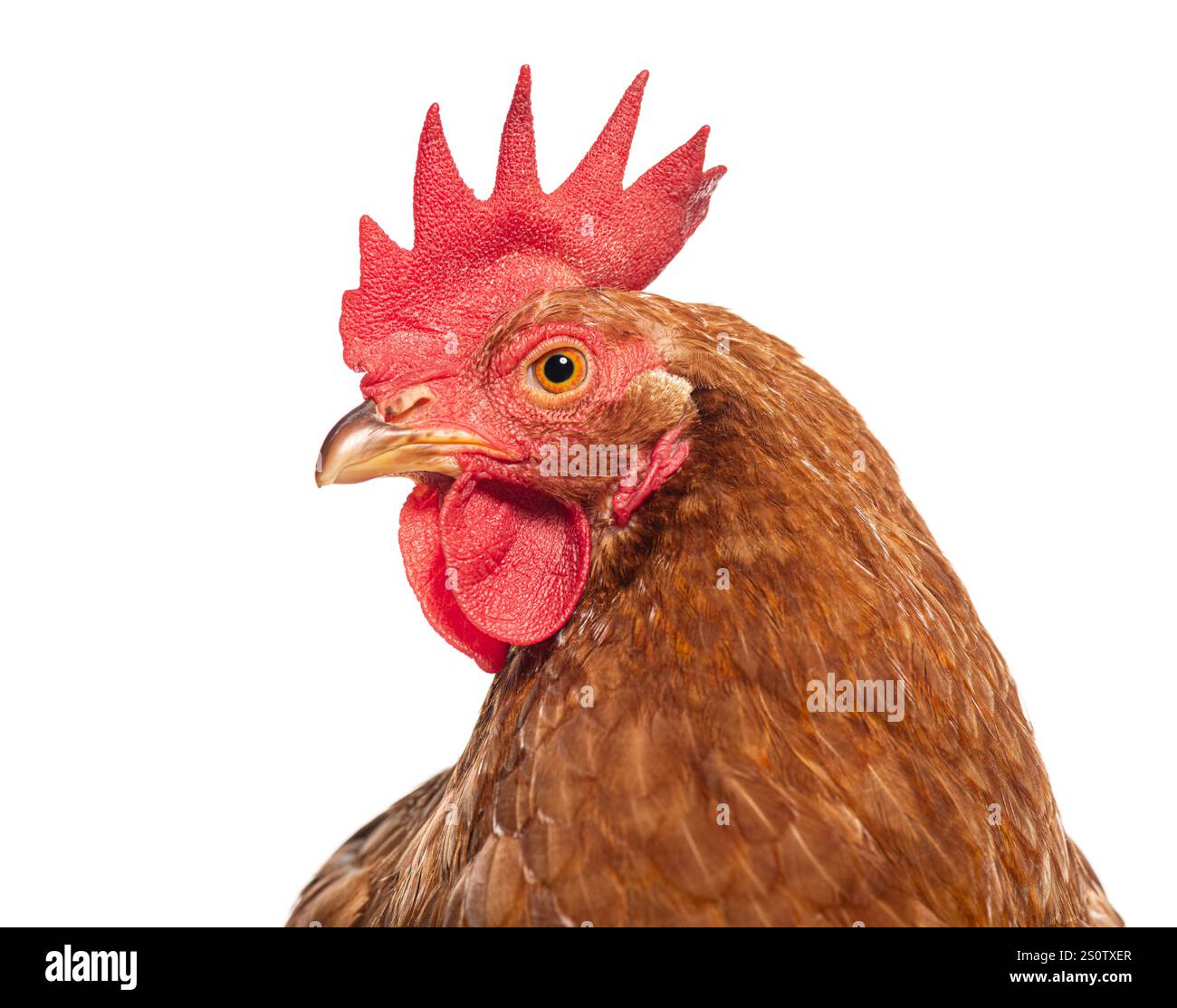 Gallina ovaiola rossa isolata su uno sfondo bianco che guarda di lato Foto Stock