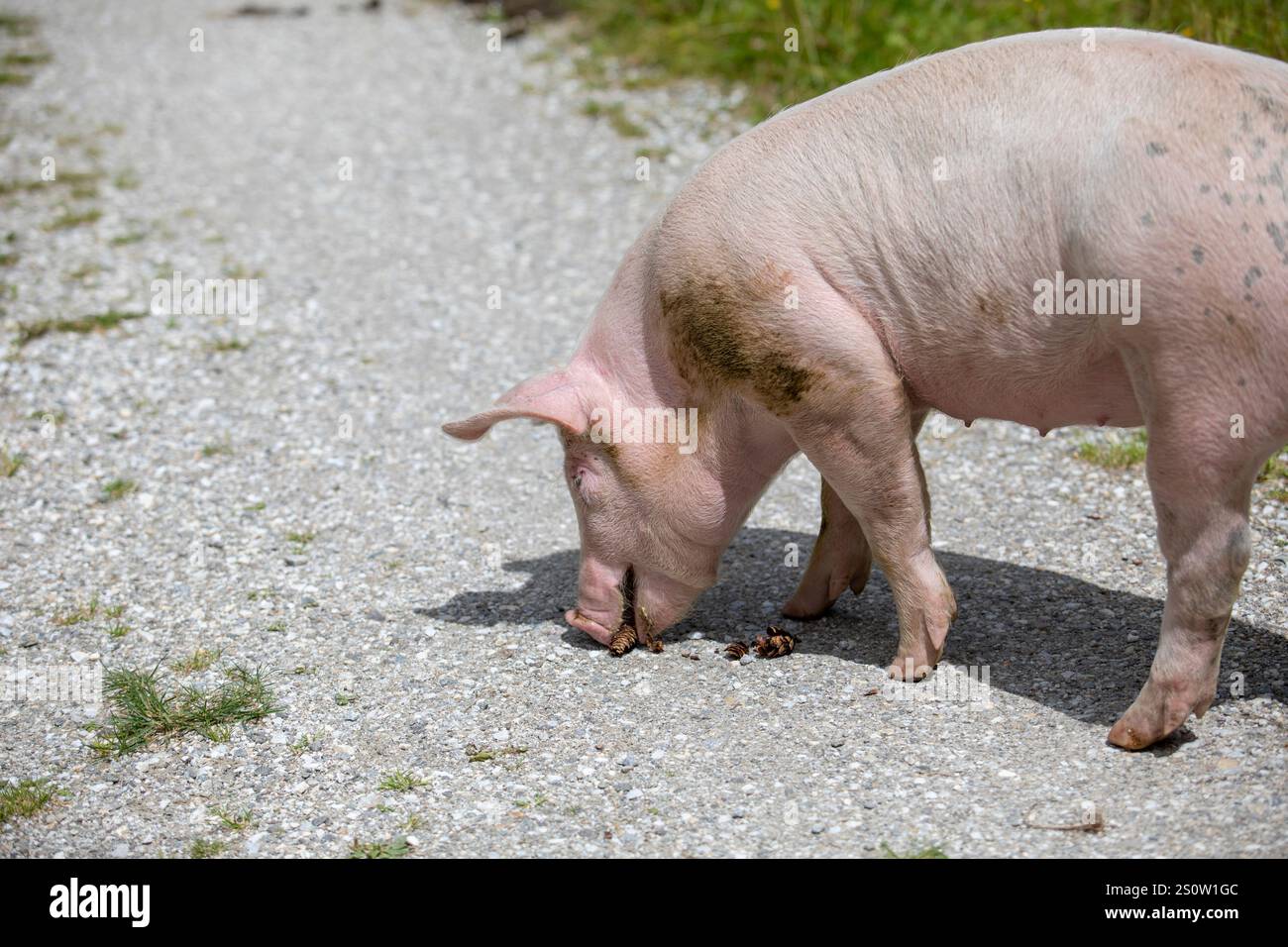 Paesaggio alpino con maiali liberi che si godono un prato estivo. Circondato da erba lussureggiante, montagne e cieli blu. Foto Stock
