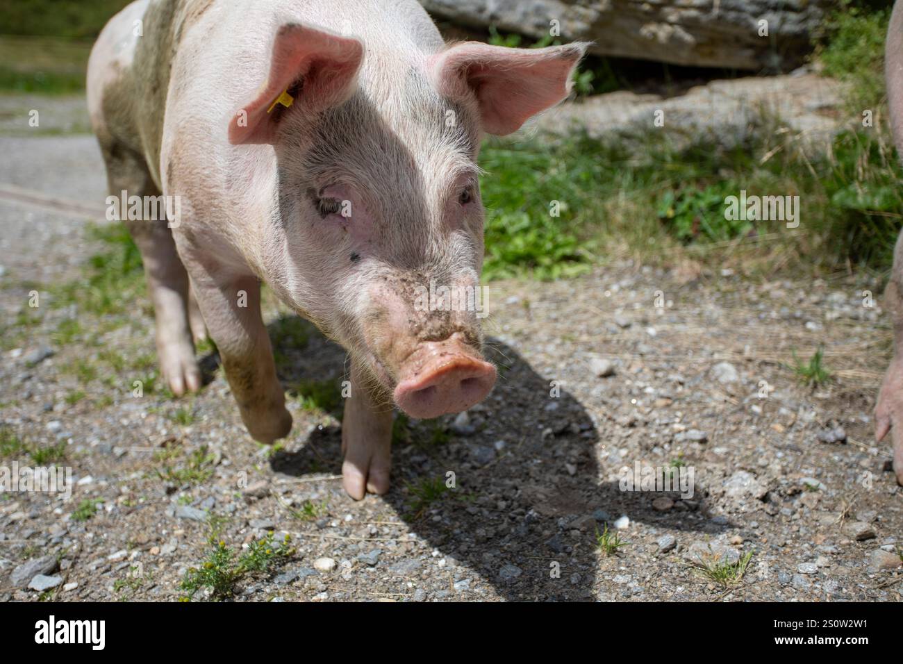 Paesaggio alpino con maiali liberi che si godono un prato estivo. Circondato da erba lussureggiante, montagne e cieli blu. Foto Stock