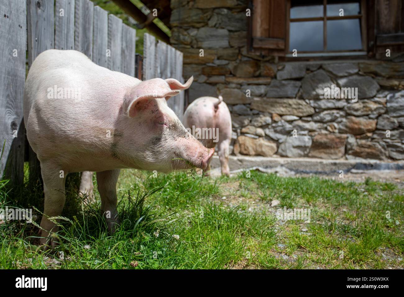 Paesaggio alpino con maiali liberi che si godono un prato estivo. Circondato da erba lussureggiante, montagne e cieli blu. Foto Stock