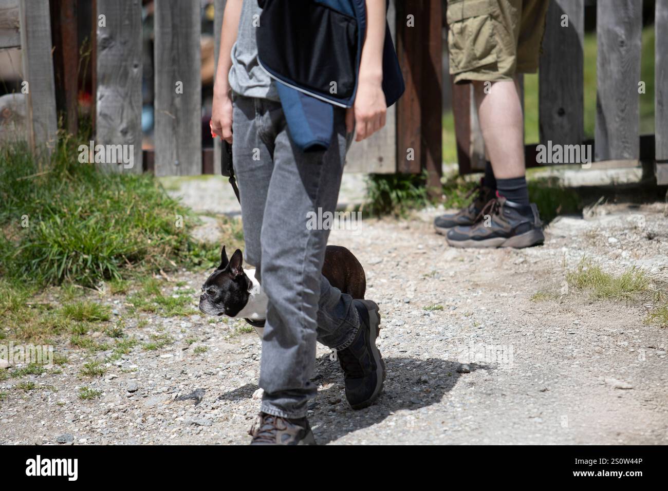 Un'escursione in famiglia in montagna durante l'estate, godendosi la natura con il proprio cane. Questa emozionante scena cattura la gioia di stare insieme, esplorare, Foto Stock