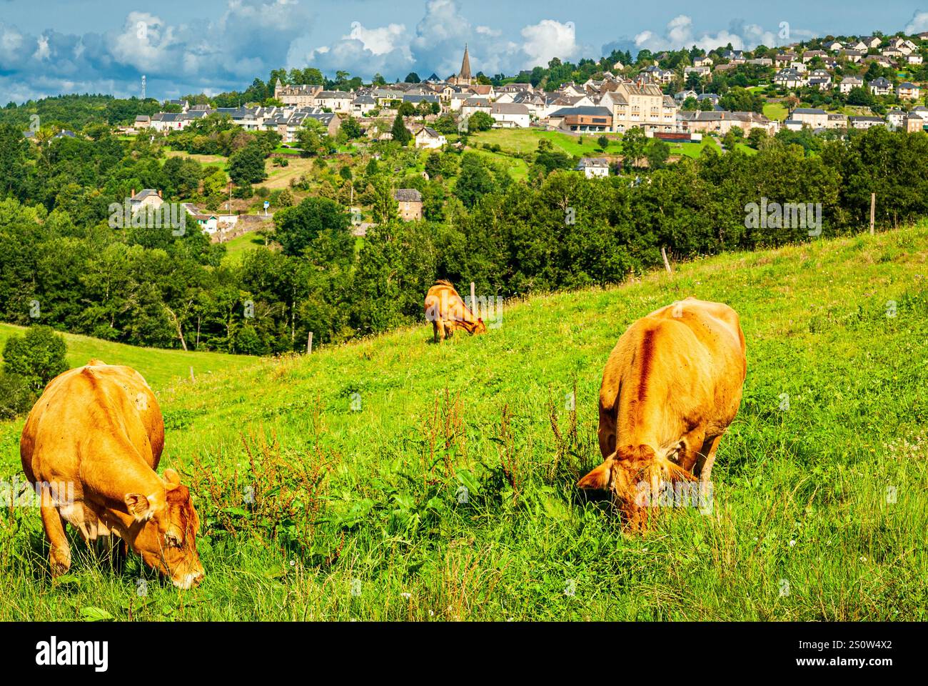 Tre mucche di limousine brune che pascolano l'erba su una collina verde, un villaggio nella zona di produzione della panetteria che si trova su un'altra collina Foto Stock