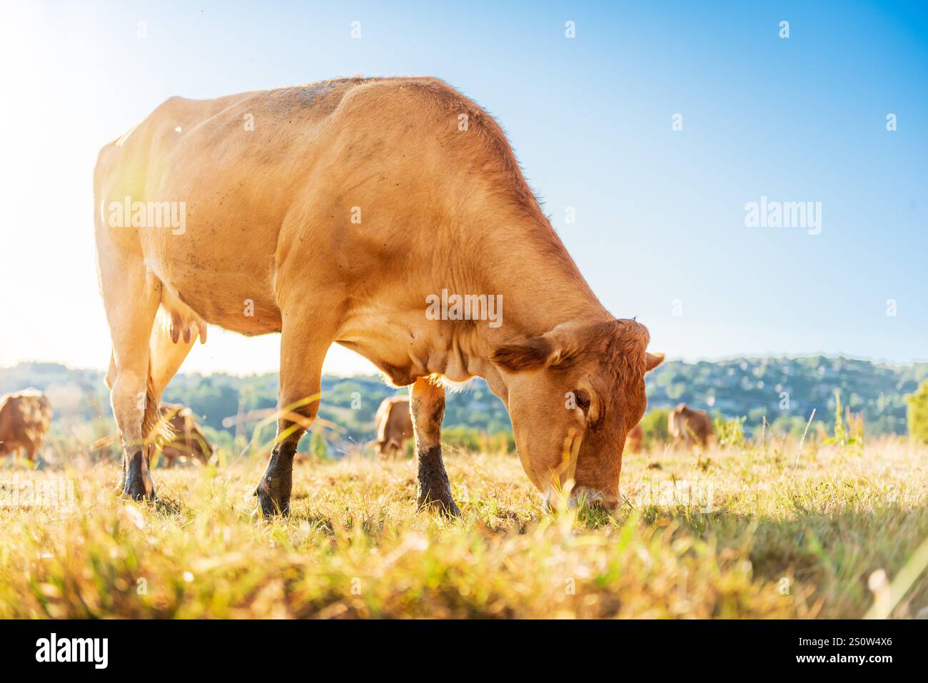 Primo piano di una mucca limousine marrone che pascolava l'erba in un giorno d'estate Foto Stock