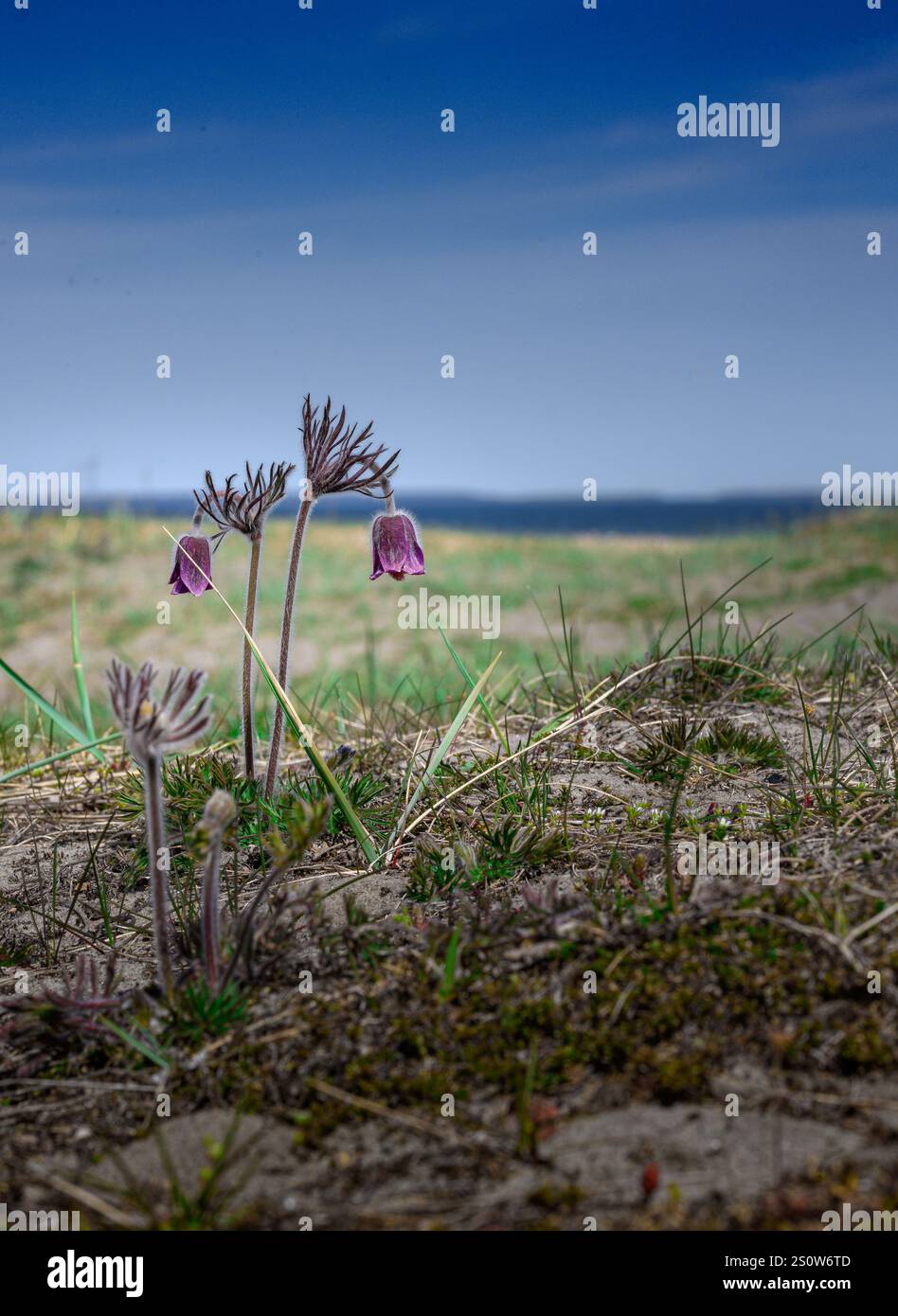 Pulsatilla pratensis. Piccolo fiore selvatico. Pianta del prato.primo piano.contro il cielo blu Foto Stock