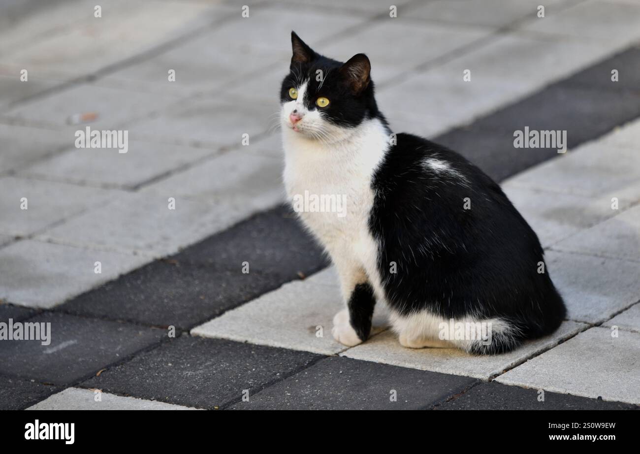 Ritratto di gatto randagio: Pelliccia bianca e nera, alla ricerca di un amico per strada Foto Stock