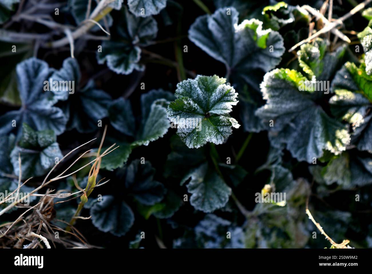 Frozen Morning: Fotosintesi nell'abbraccio dell'inverno Foto Stock