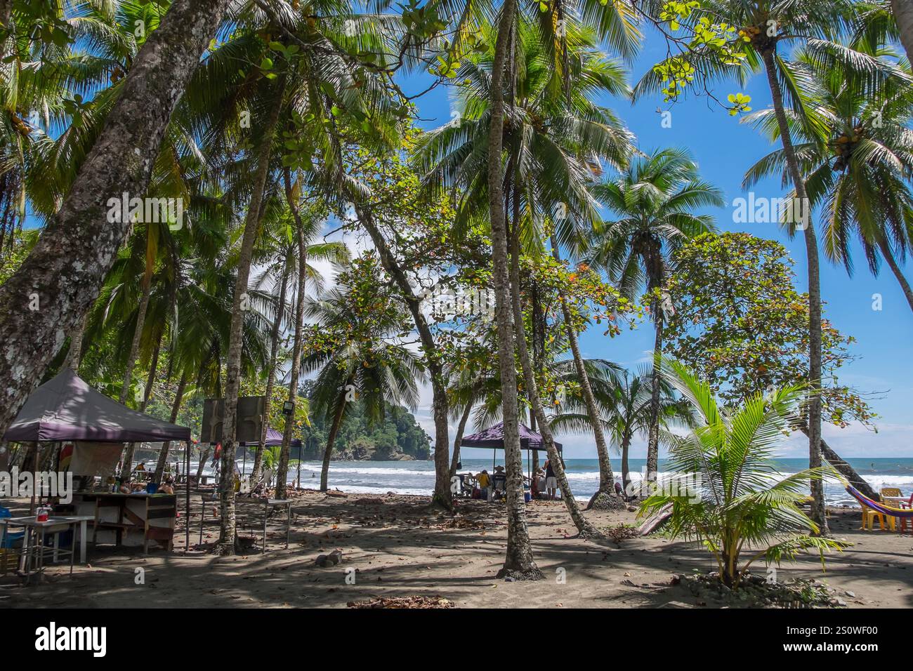Palme su una spiaggia sulla costa pacifica della Costa Rica Foto Stock