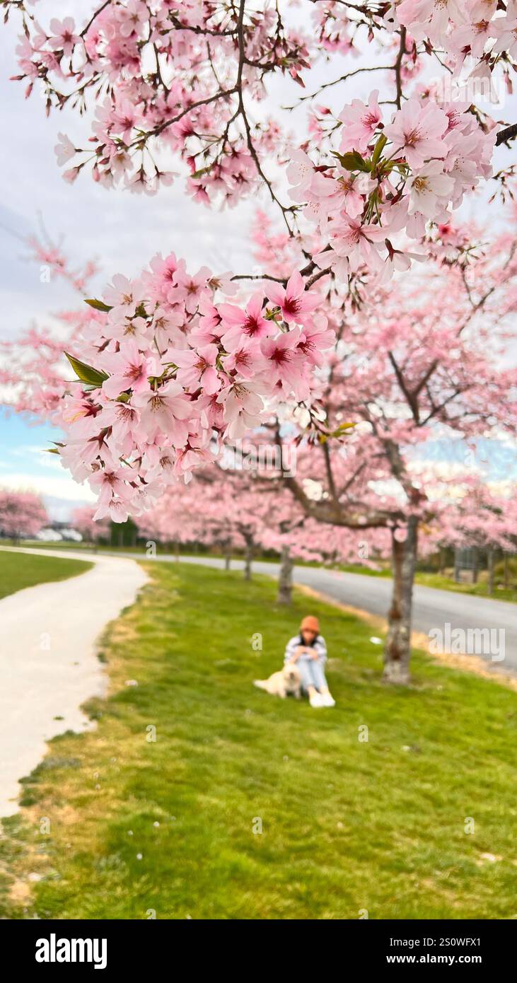 Spring e Cherry Blossom. - Immagine stock catturata con smartphone