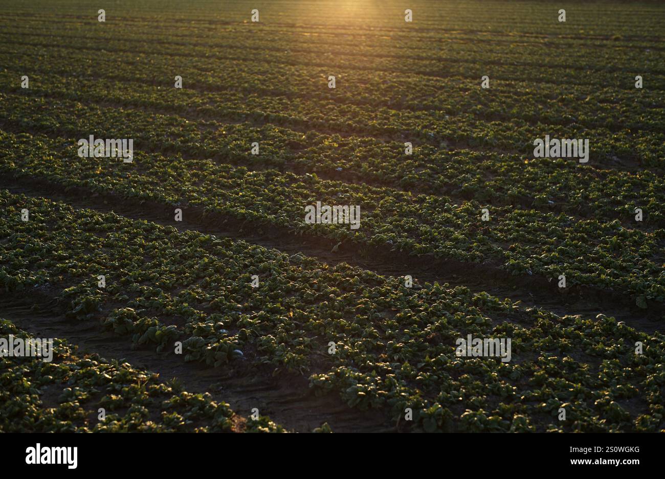 Coltivazione di lattuga da campo, lattuga di agnello, campo invernale, ortaggi, agricoltura, agroalimentare, Fellbach, Baden-Wuerttemberg Foto Stock