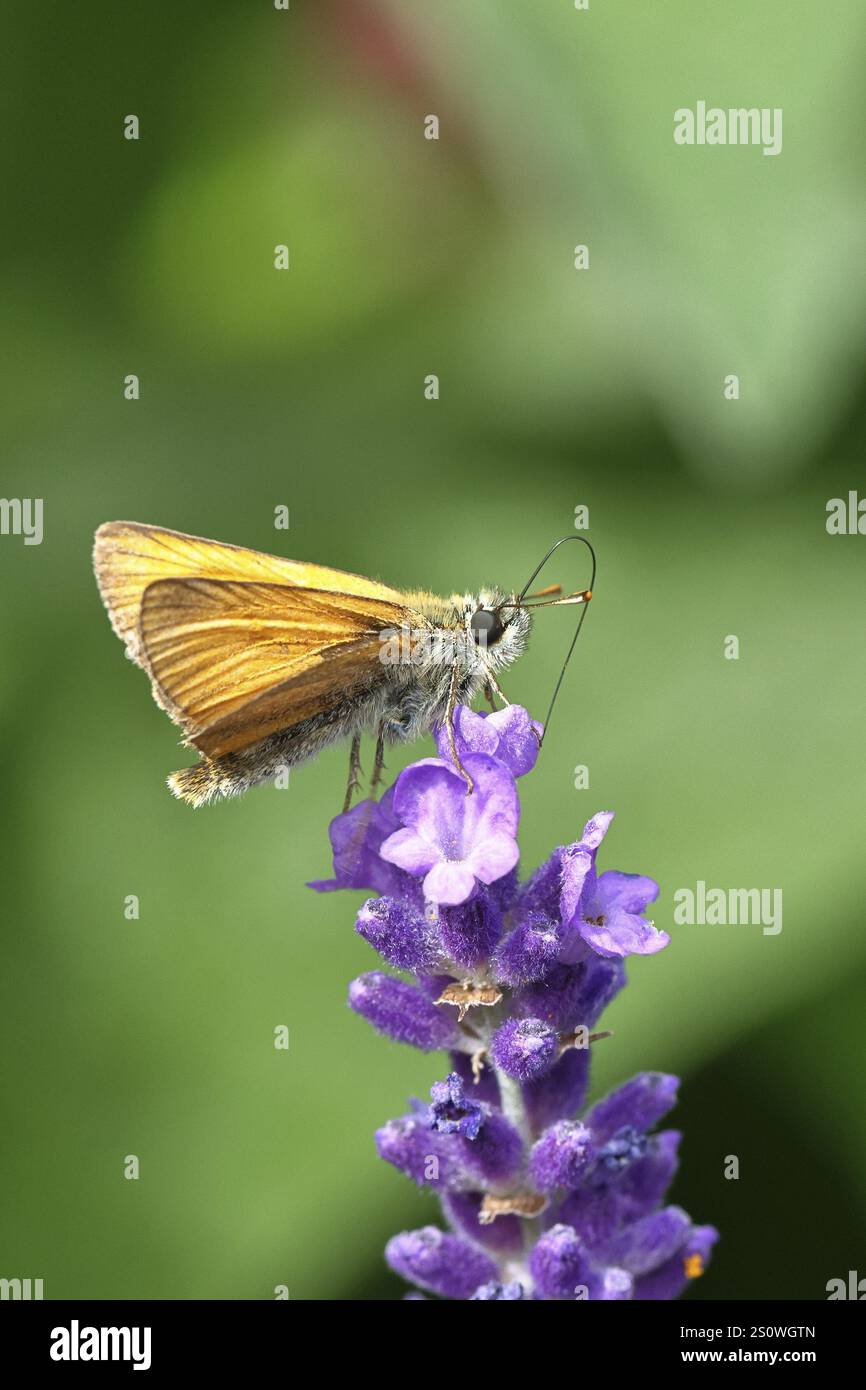 Grande skipper (Ochlodes venatus), che raccoglie il nettare da un fiore di lavanda comune (Lavandula angustifolia), primo piano, macrofotografia, Wilnsdorf, Foto Stock