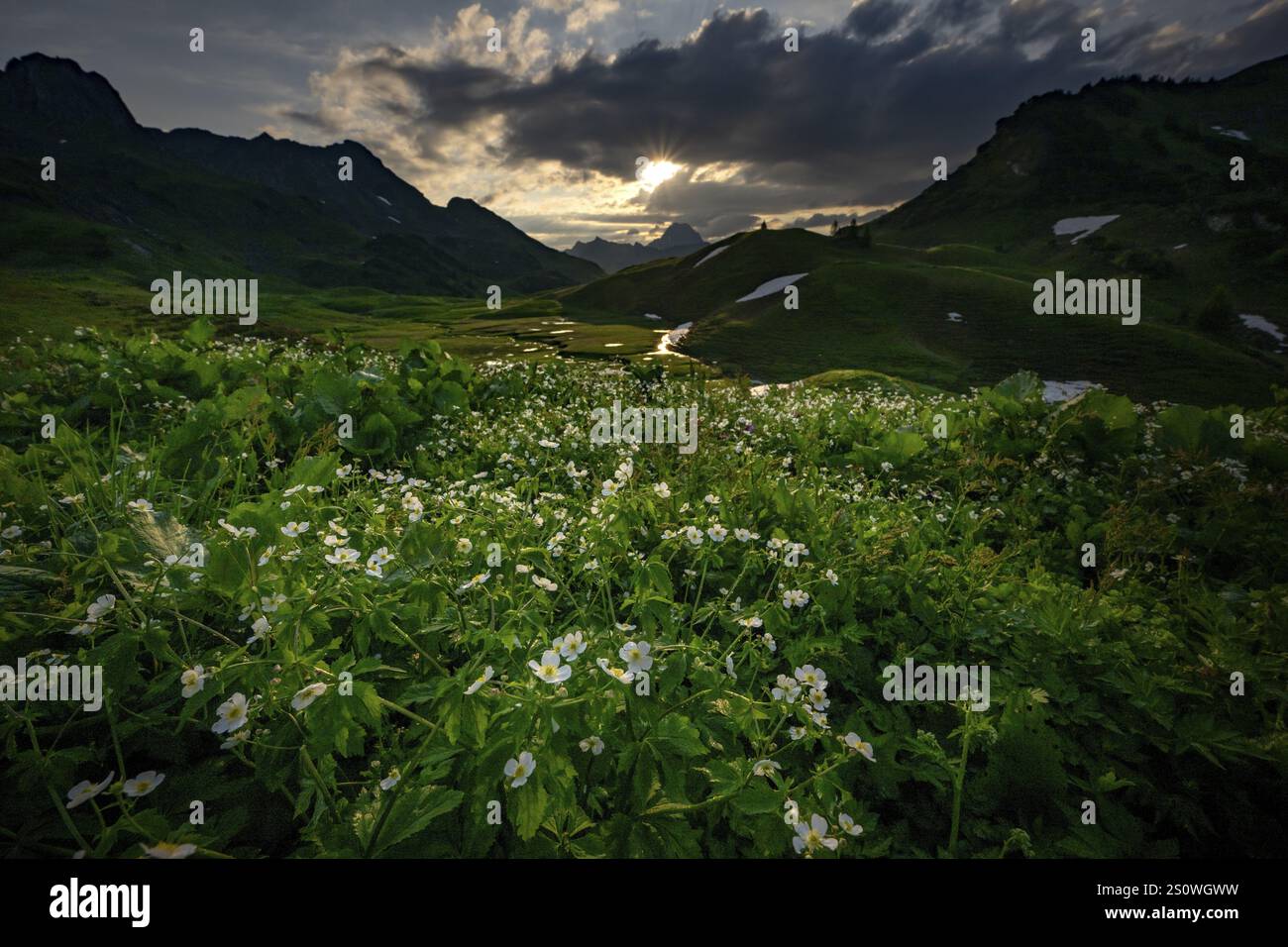 Summit alla luce del mattino con nuvole drammatiche e anemone in primo piano, Lech, Lechquellengebirge, Vorarlberg, Austria, Europa Foto Stock