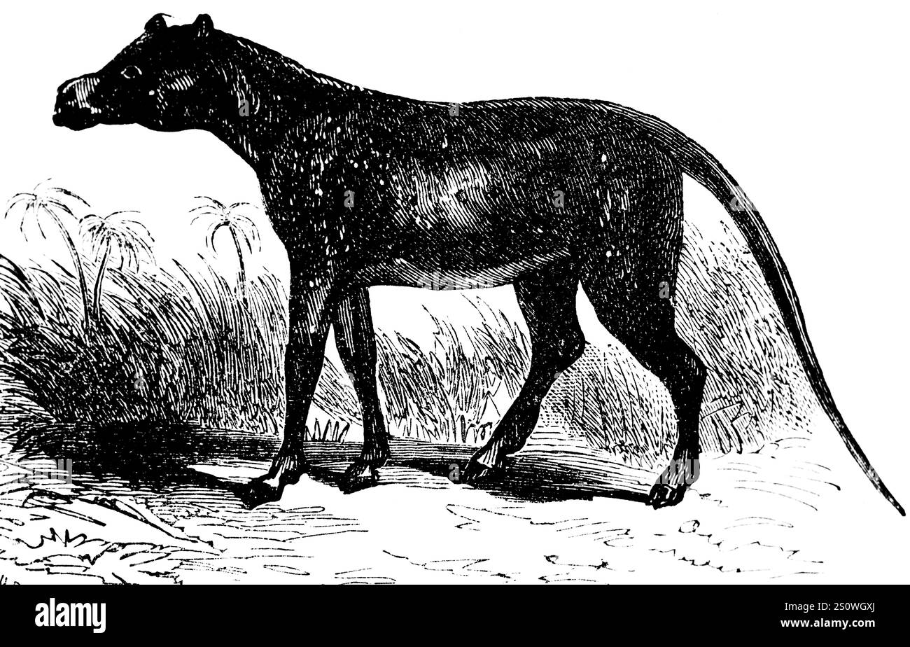 Anoplotherium comune, dopo Georges Cuvier, mammifero estinto, paleontologia, biologia, evoluzione, illustrazione storica 1880 Foto Stock