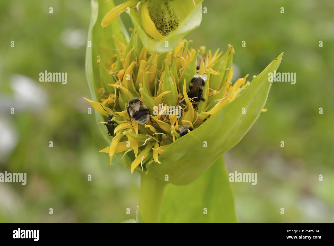 Genziana giallina (Gentiana lutea) con beumblebee, farfalla, falena, farfalla, insetto, Brauneck, Lenggries, Bad Toelz, Baviera, Alpi, Prealpi, Germ Foto Stock