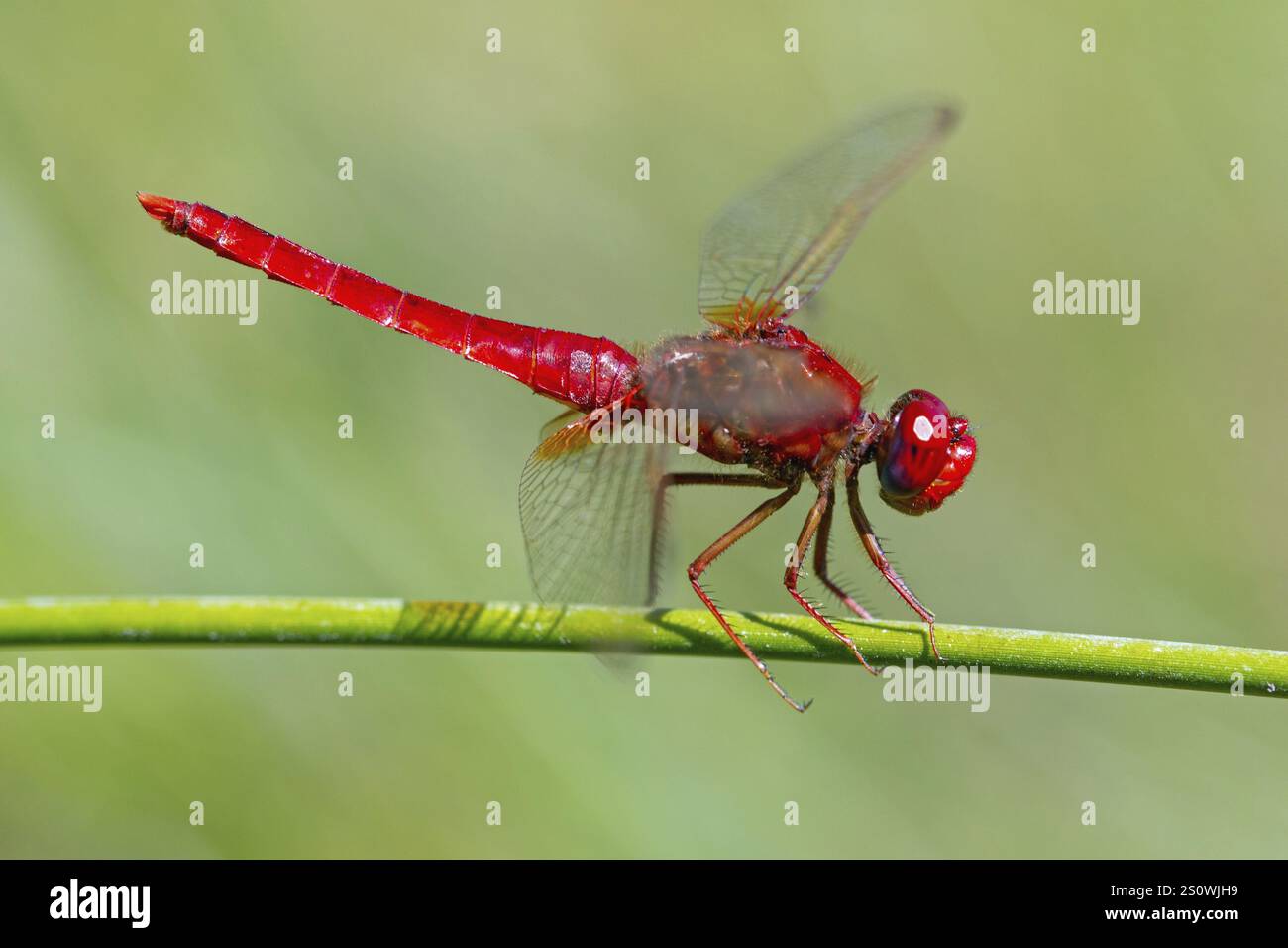 Scarlet Dragonfly, Crocothemis erythraea, Camargue, Francia, Europa Foto Stock