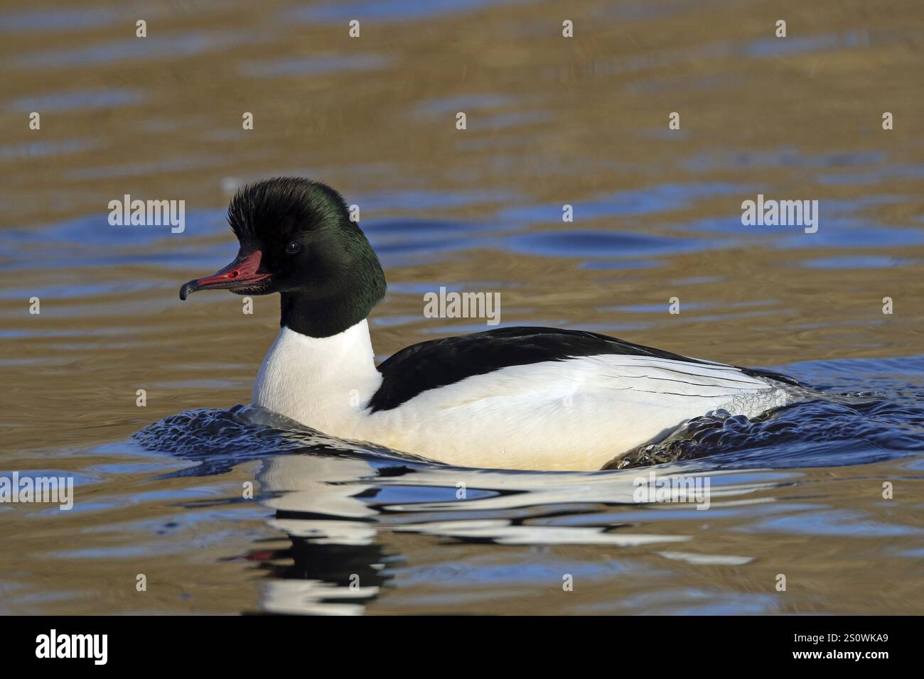 Smergo maggiore, Mergus merganser Foto Stock