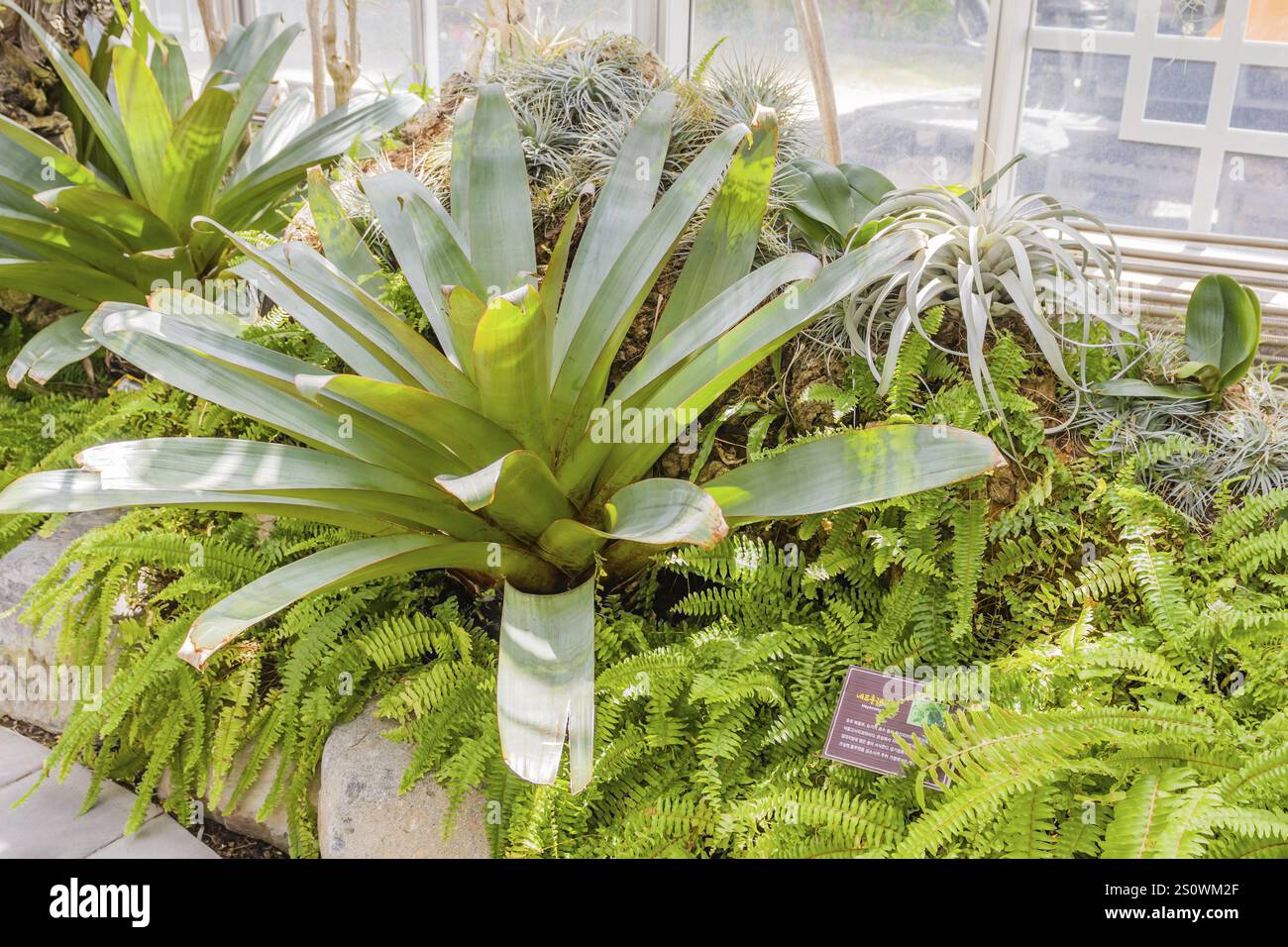 Raccolta diversificata di piante verdi e felci in un giardino interno, Gyeongju, Corea del Sud, 17 aprile 2024: Asia Foto Stock