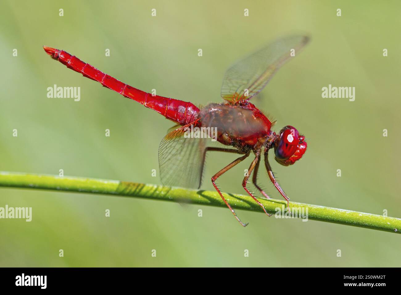 Scarlet Dragonfly, Crocothemis erythraea, Camargue, Francia, Europa Foto Stock