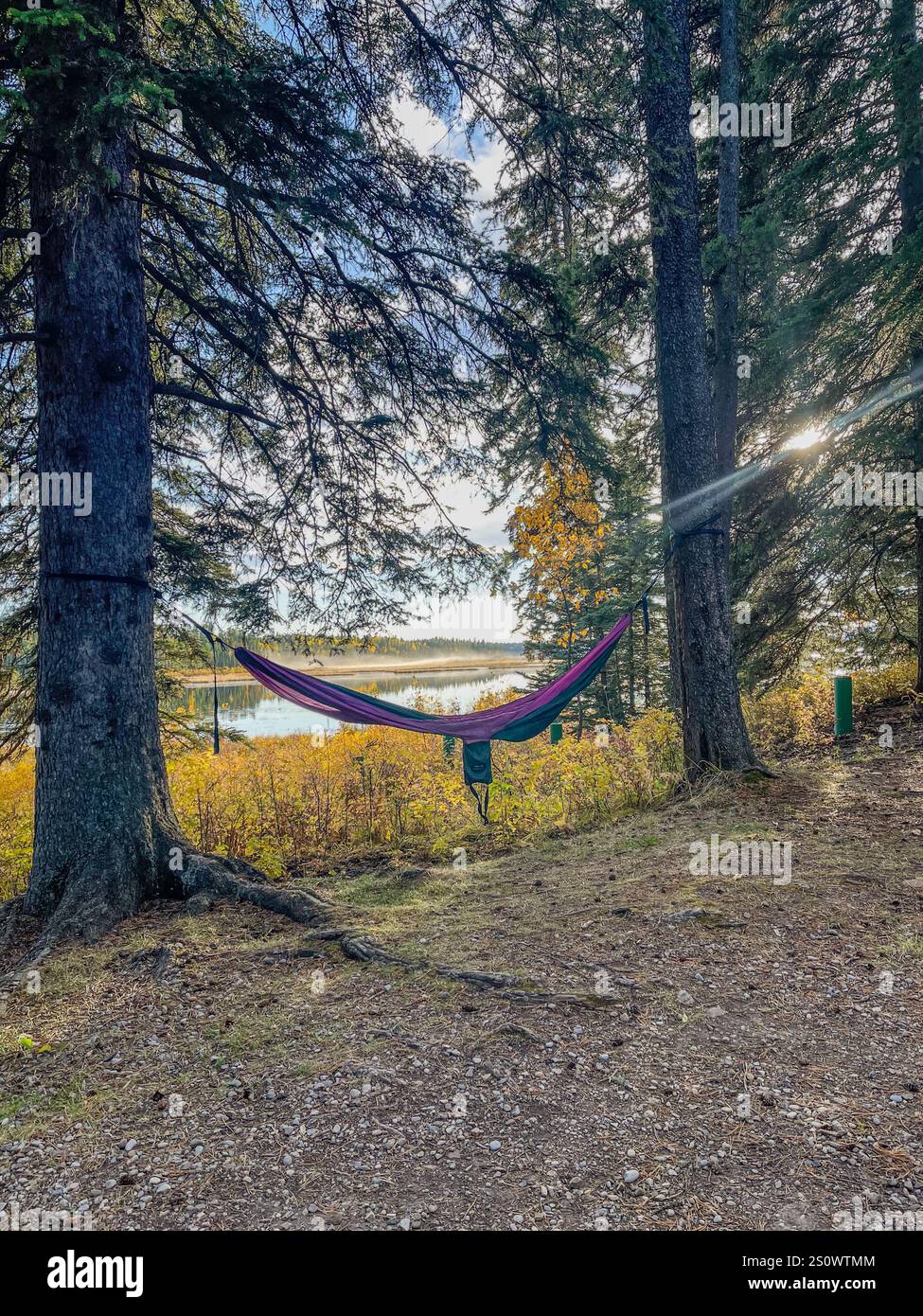 Un'amaca adagiata tra gli alberi in una foresta, affacciata su un lago tranquillo in una giornata di sole. Perfetto per il campeggio e per lo stile di vita all'aperto. - Immagine stock catturata con smartphone