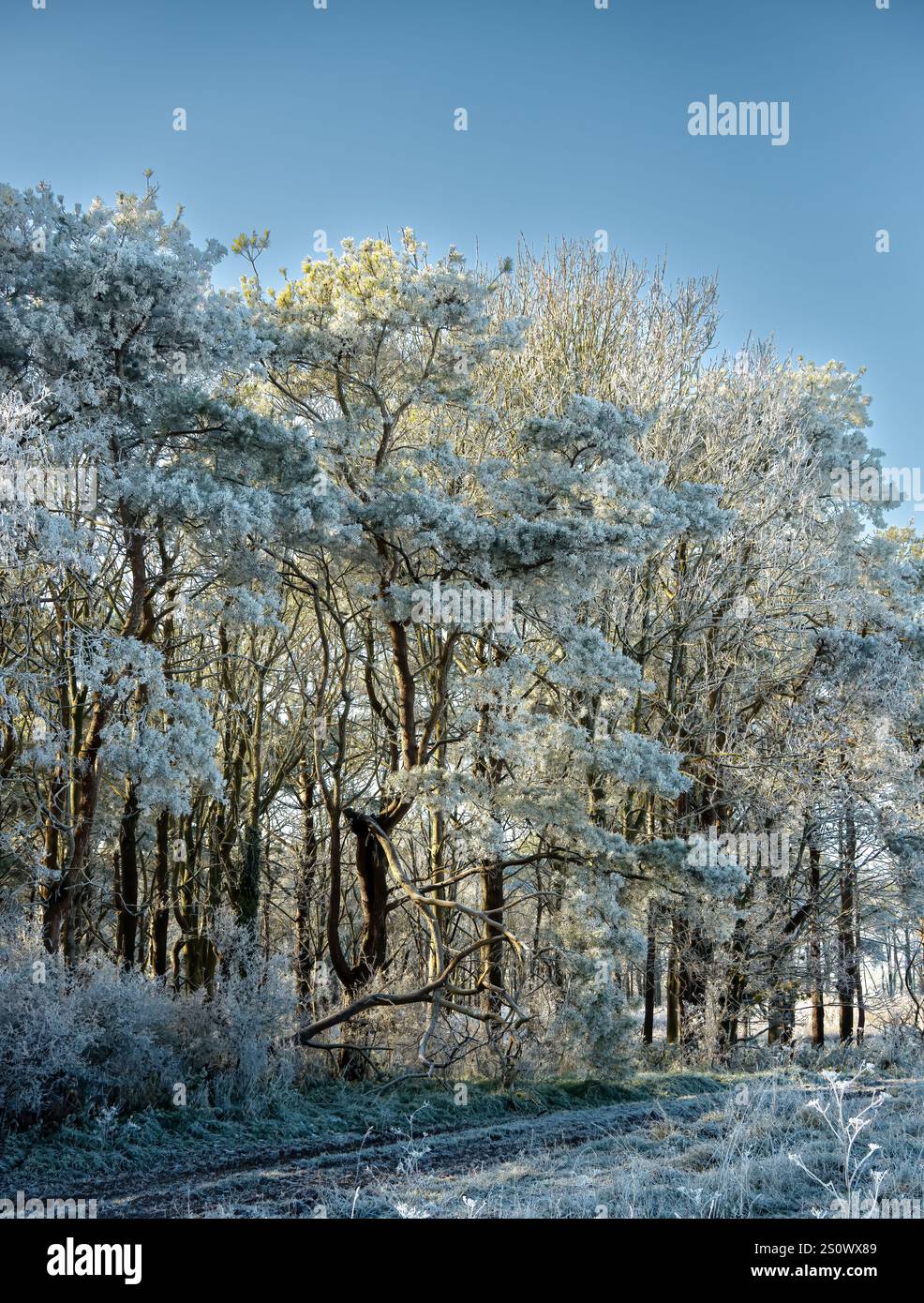 splendida scena invernale autunnale con file di abeti e abeti ricoperti di ghiaccio, neve e gelo Foto Stock