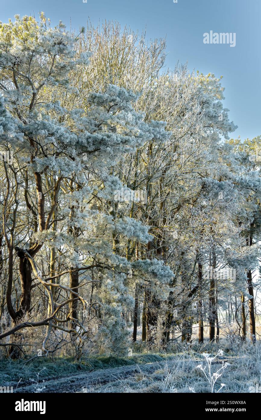 splendida scena invernale autunnale con file di abeti e abeti ricoperti di ghiaccio, neve e gelo Foto Stock