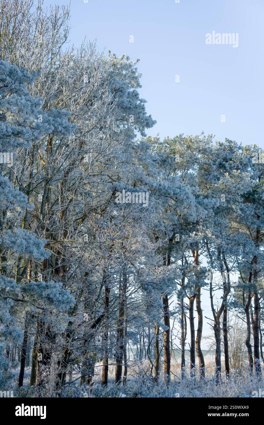 splendida scena invernale autunnale con file di abeti e abeti ricoperti di ghiaccio, neve e gelo Foto Stock