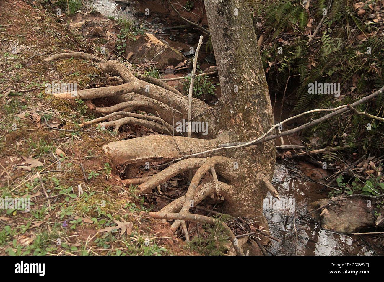 Virginia, Stati Uniti. Albero con radici esposte che crescono ai margini di un torrente. Foto Stock