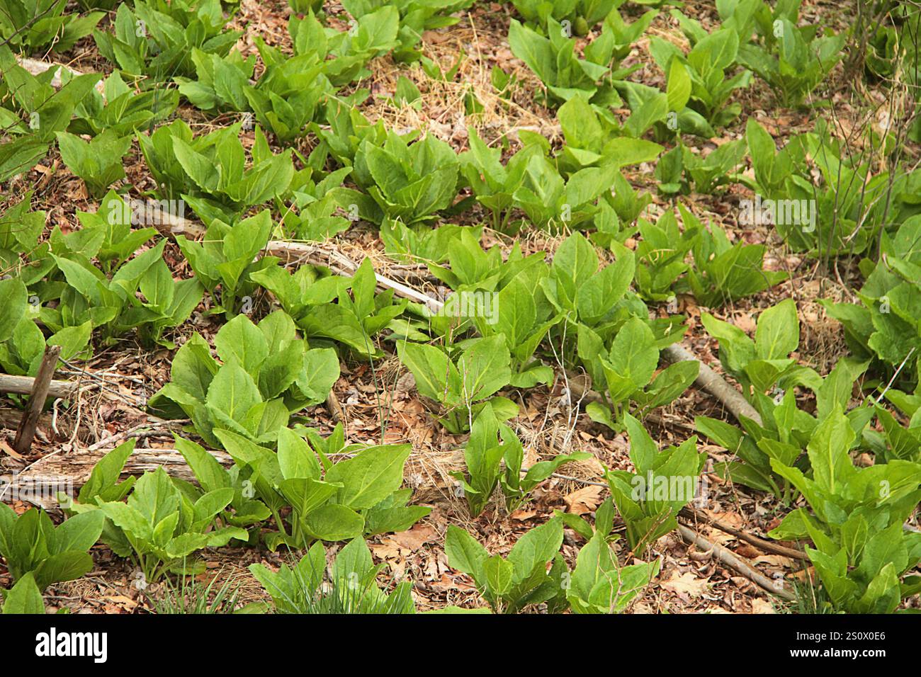 Virginia, Stati Uniti. Symplocarpus foetidus (cavolo puzzolente) lascia in primavera. Foto Stock