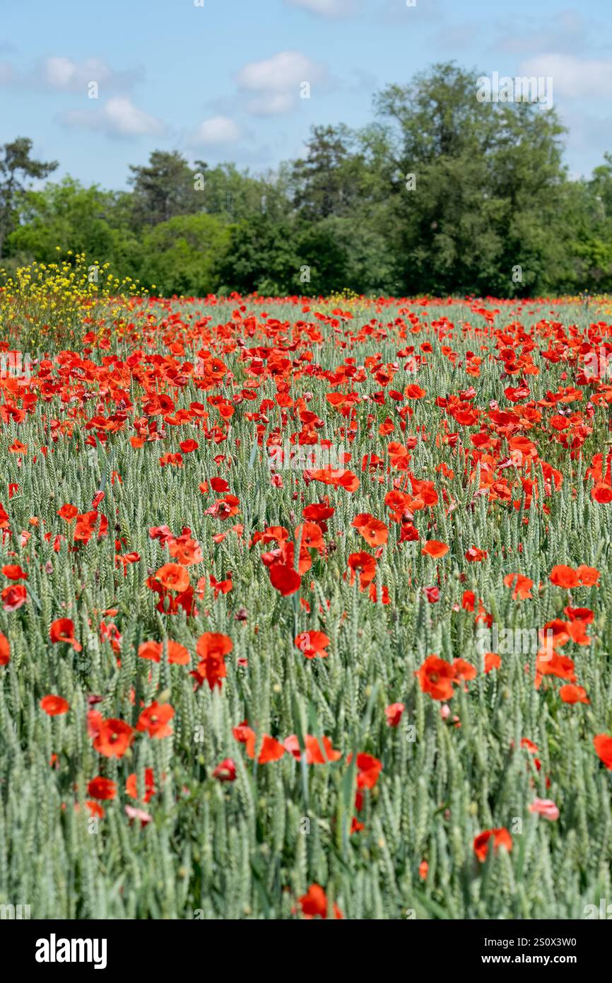 Un campo pieno di papavero rosso (Papaver rhoeas) noto anche come Cord Rose, common, corn, Field e Flanders papavero Foto Stock