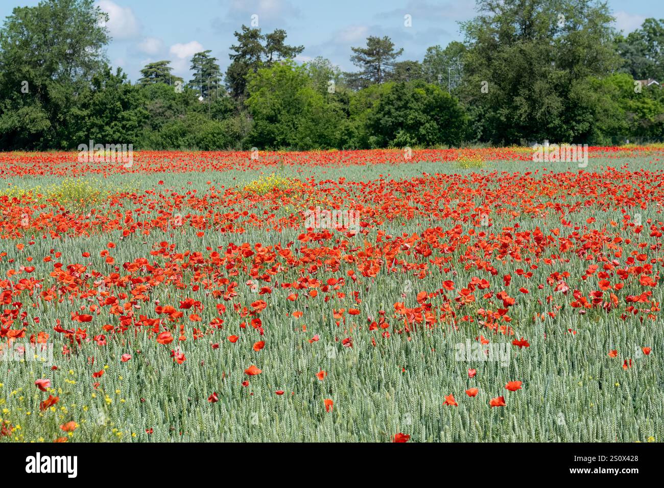 Un campo pieno di papavero rosso (Papaver rhoeas) noto anche come Cord Rose, common, corn, Field e Flanders papavero Foto Stock