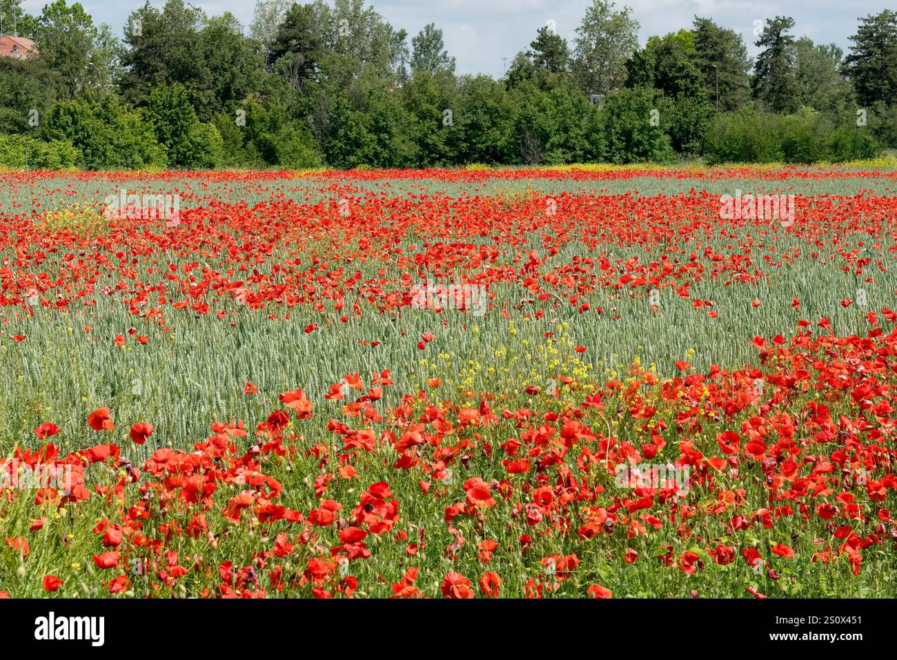 Un campo pieno di papavero rosso (Papaver rhoeas) noto anche come Cord Rose, common, corn, Field e Flanders papavero Foto Stock