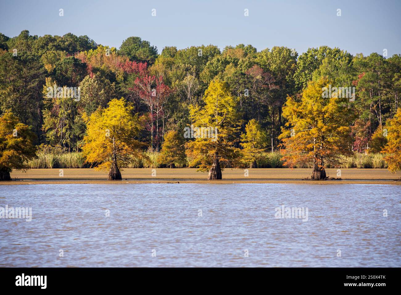 Cypress calvo, Taxodium distichum, in autunno, fiume Tennessee. Colori autunnali sul lago Chickamauga a nord di Chattanooga a ottobre. Foto Stock