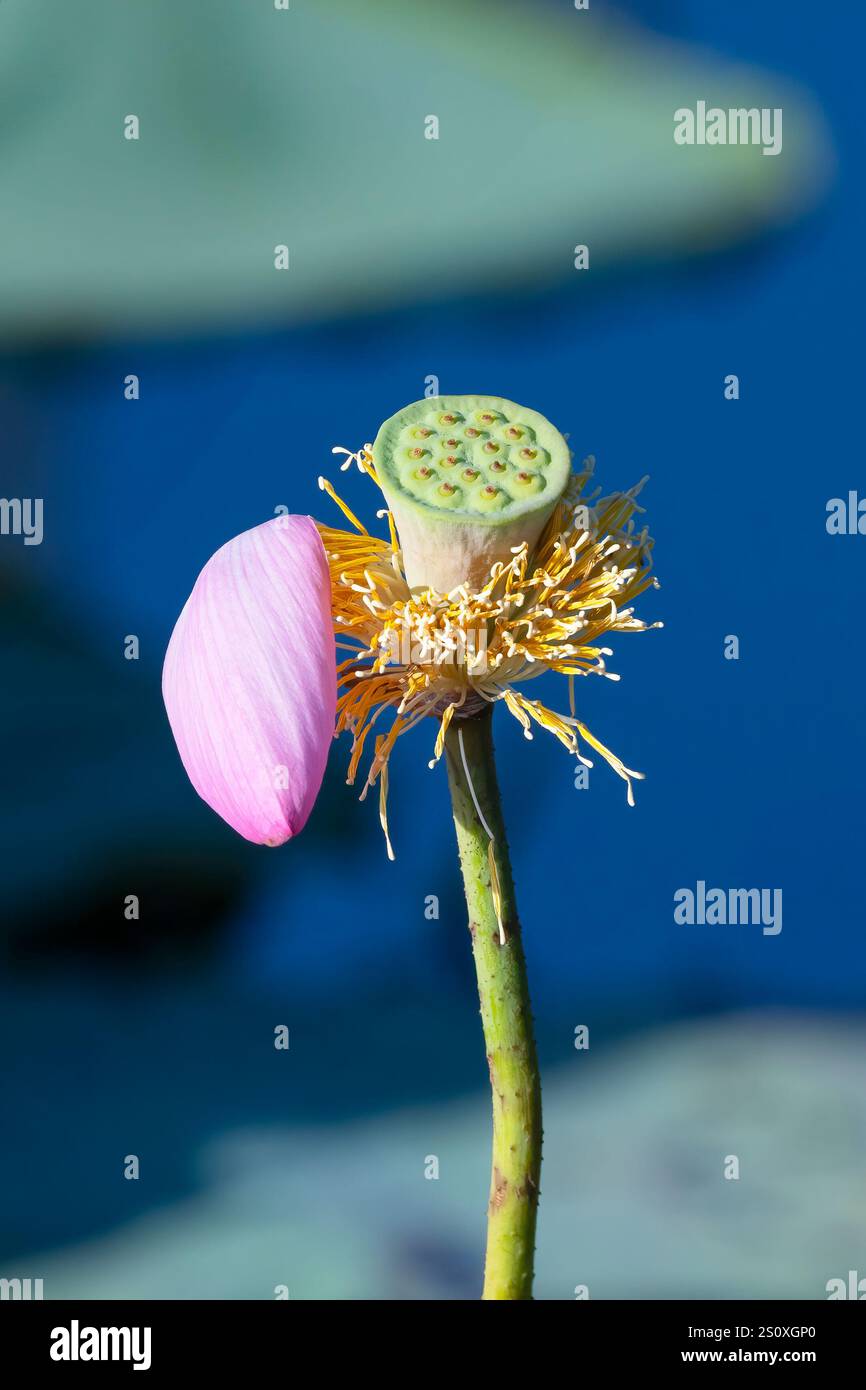 Fiore di loto sacro (Nelumbo nucifera) e le sue cialde di semi, diga di Fogg, Northern Territory, NT, Australia Foto Stock