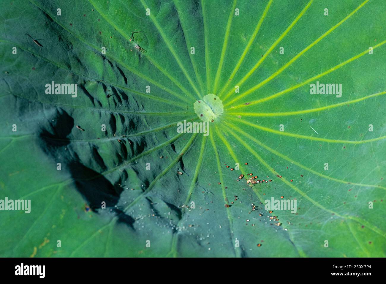 Motivi di una foglia di loto sacro (Nelumbo nucifera), diga di Fogg, territorio del Nord, NT, Australia Foto Stock