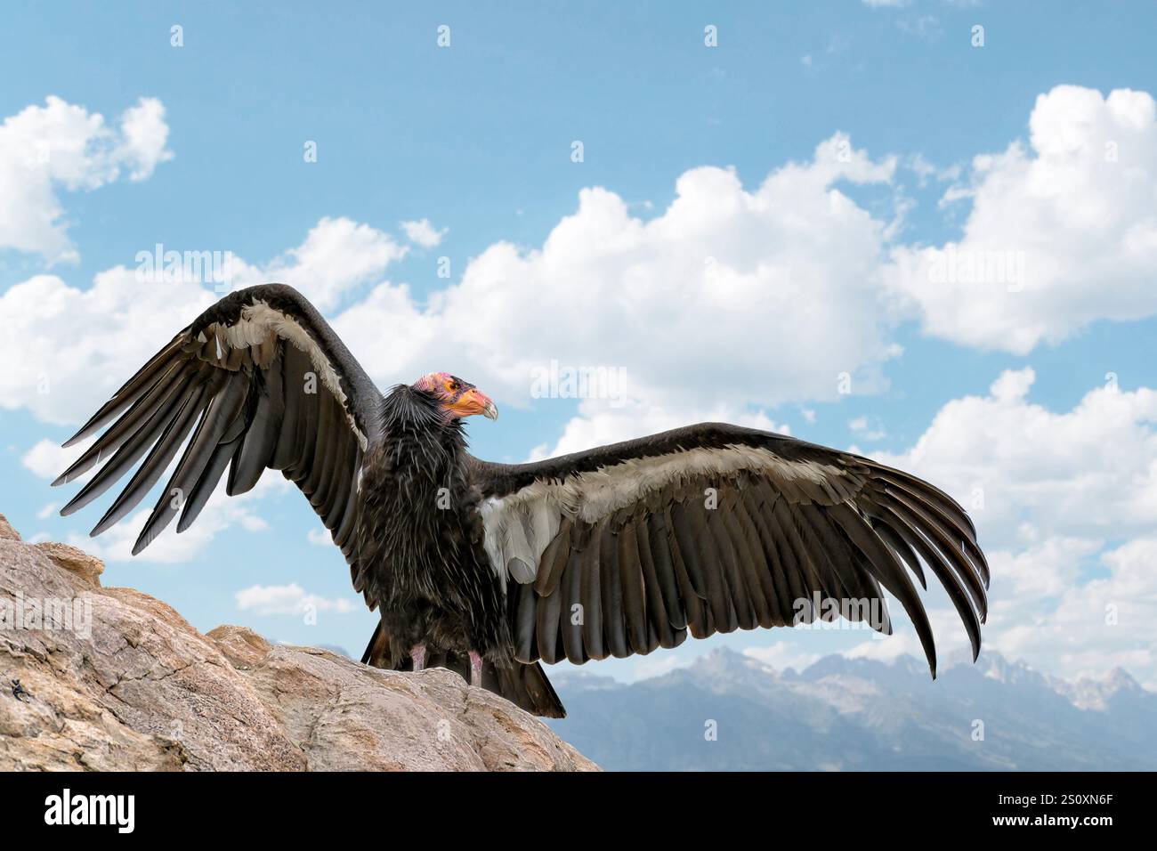 Condor uccello californiano su una roccia con le ali sparse contro il cielo blu Foto Stock