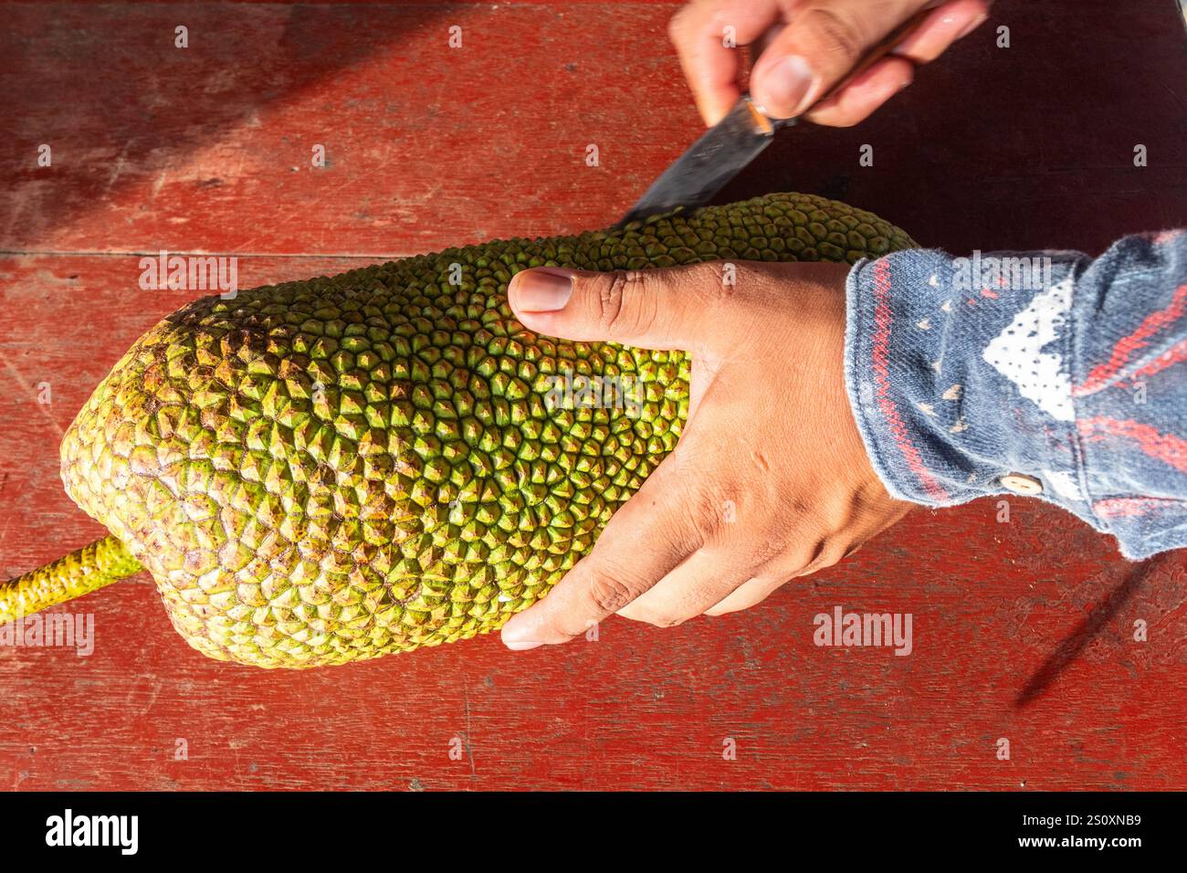Un cempedak maturo viene aperto in un vivaio di frutta tropicale a Cotabato, Mindanao, Filippine Foto Stock