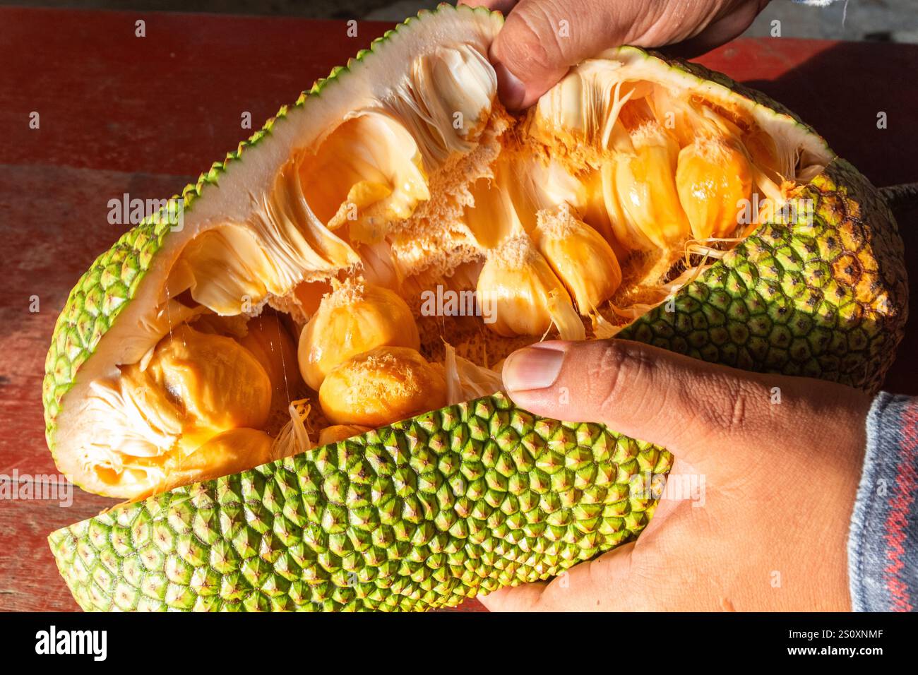 Il cempedak maturo aperto rivela il suo interno giallastro carnoso in un vivaio di frutta tropicale a Cotabato, Mindanao, Filippine Foto Stock