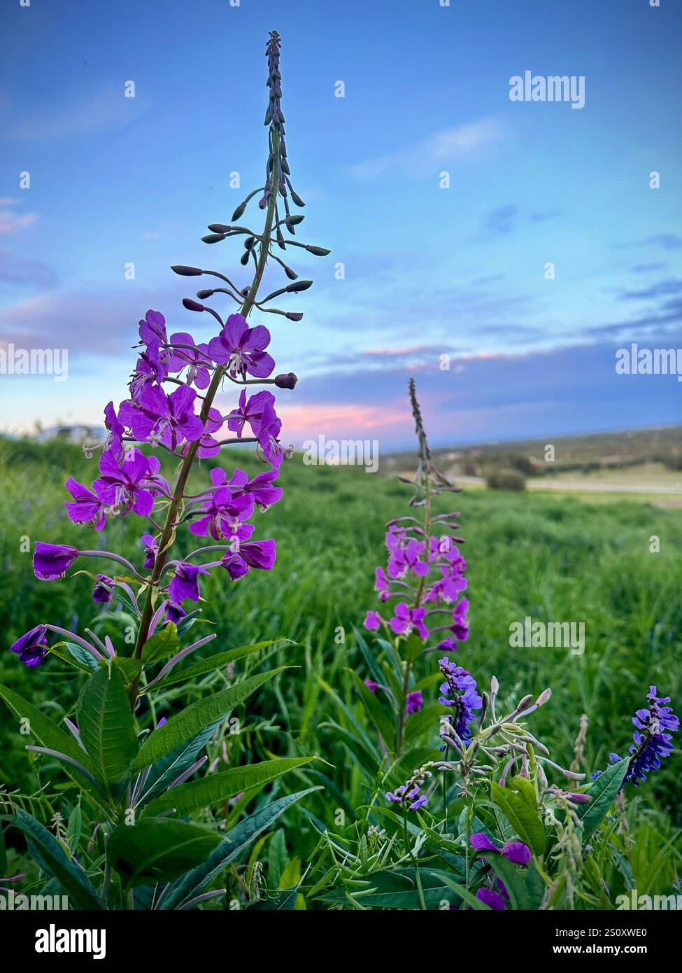 Primo piano di una vibrante alga viola in un prato verde sotto un colorato cielo al tramonto, che mostra la bellezza naturale dell'Alaska e il sereno paesaggio estivo. - Immagine stock catturata con smartphone